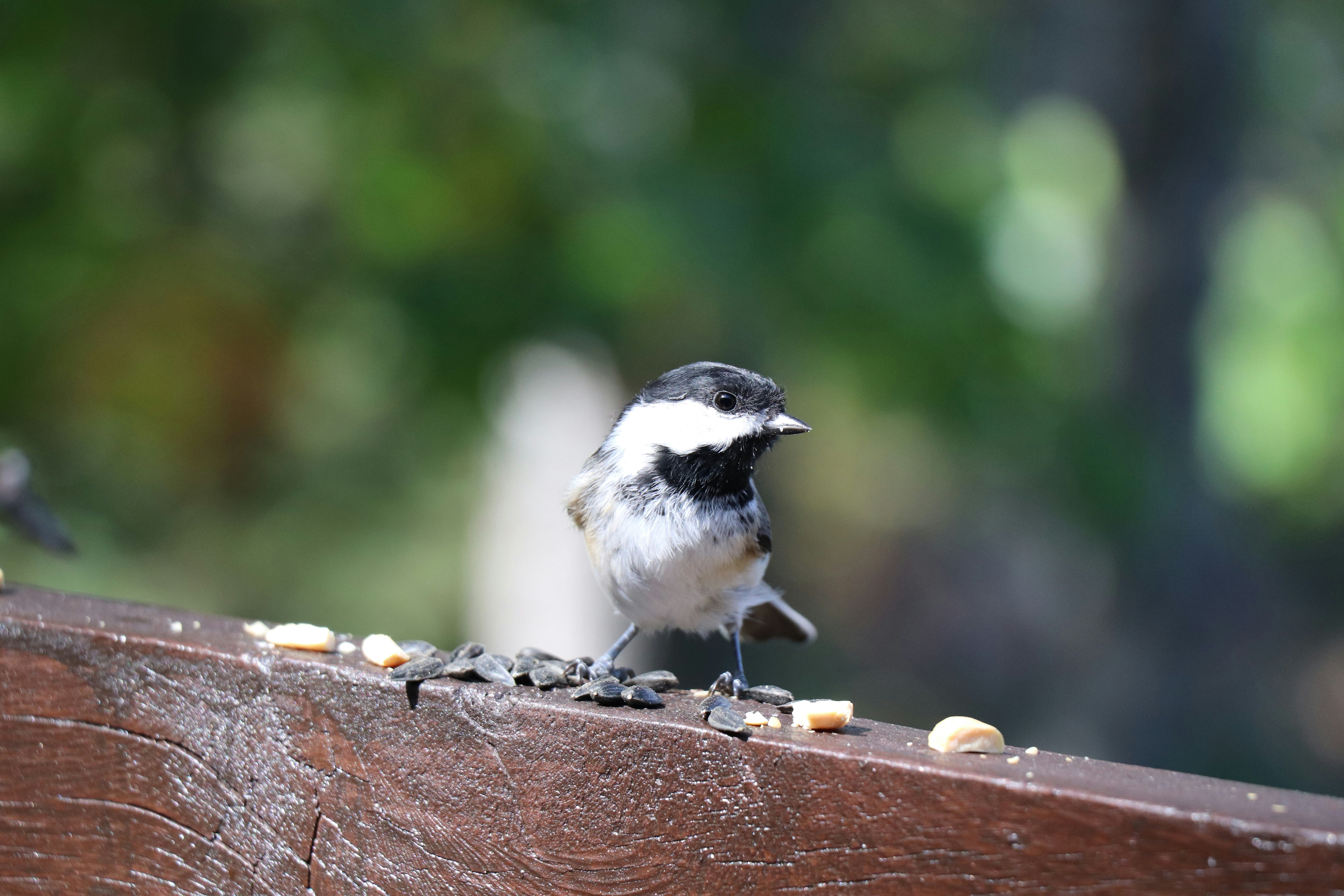 Photo by sandimagerart