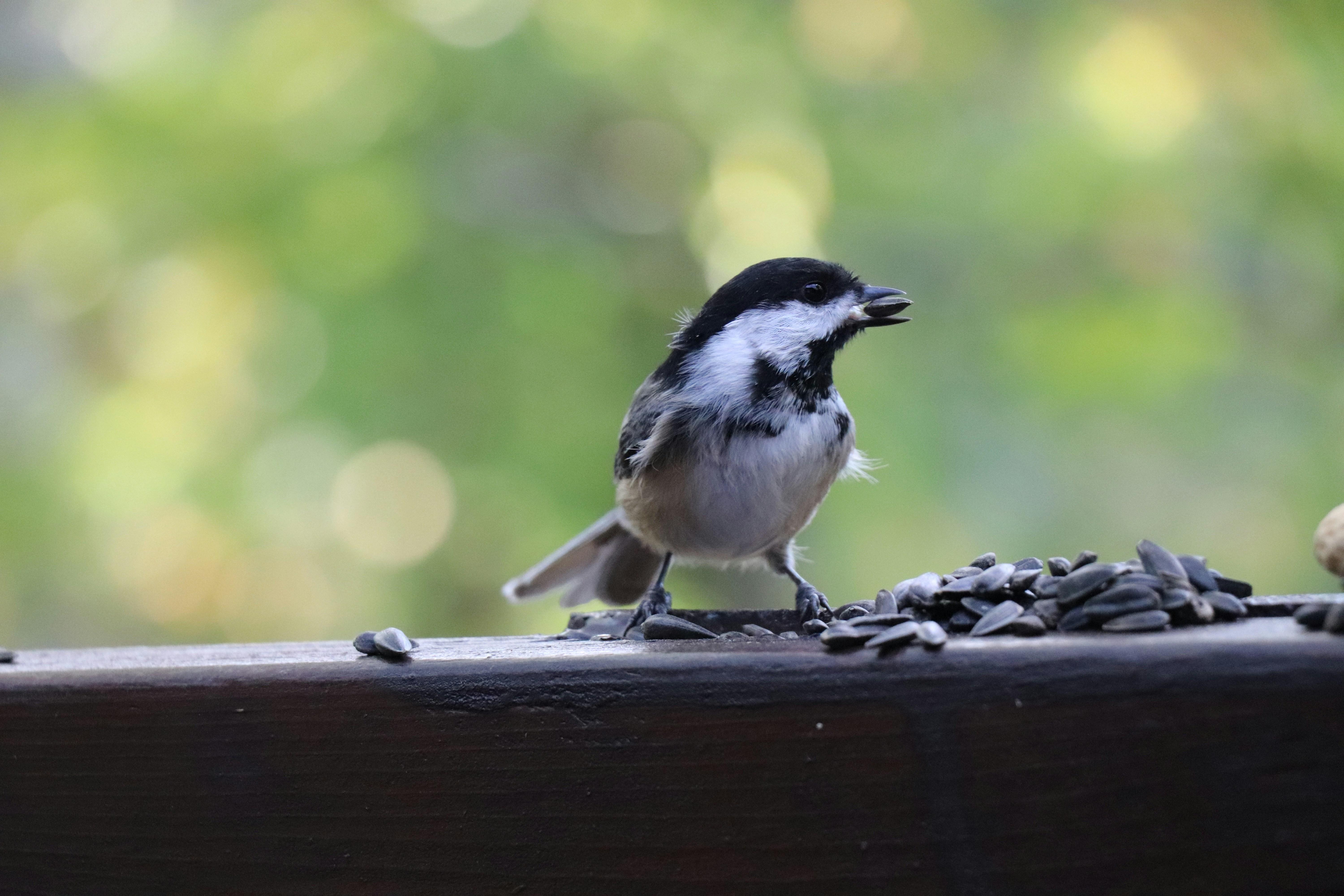 Photo by sandimagerart