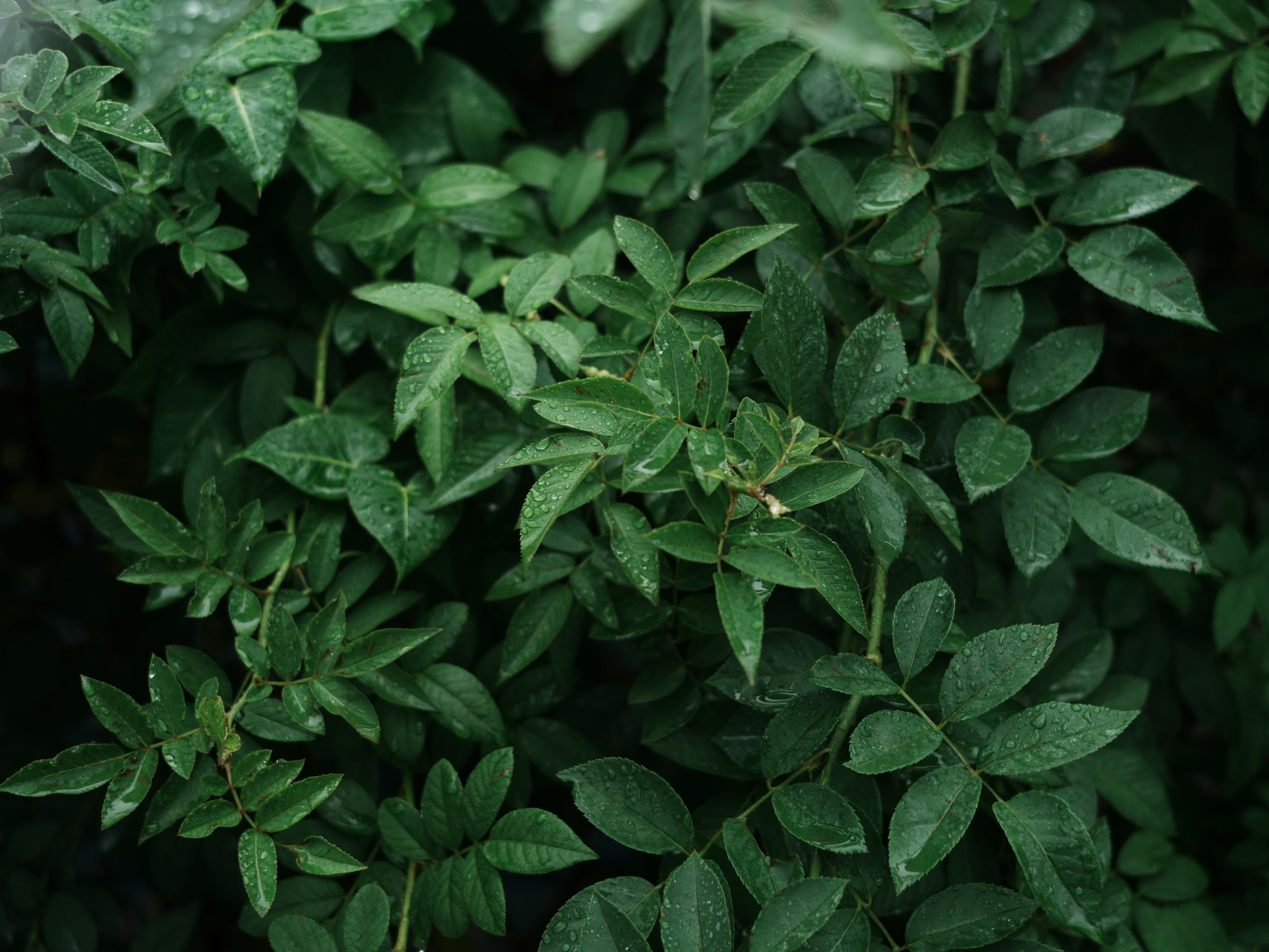 Photo by pineapple_20