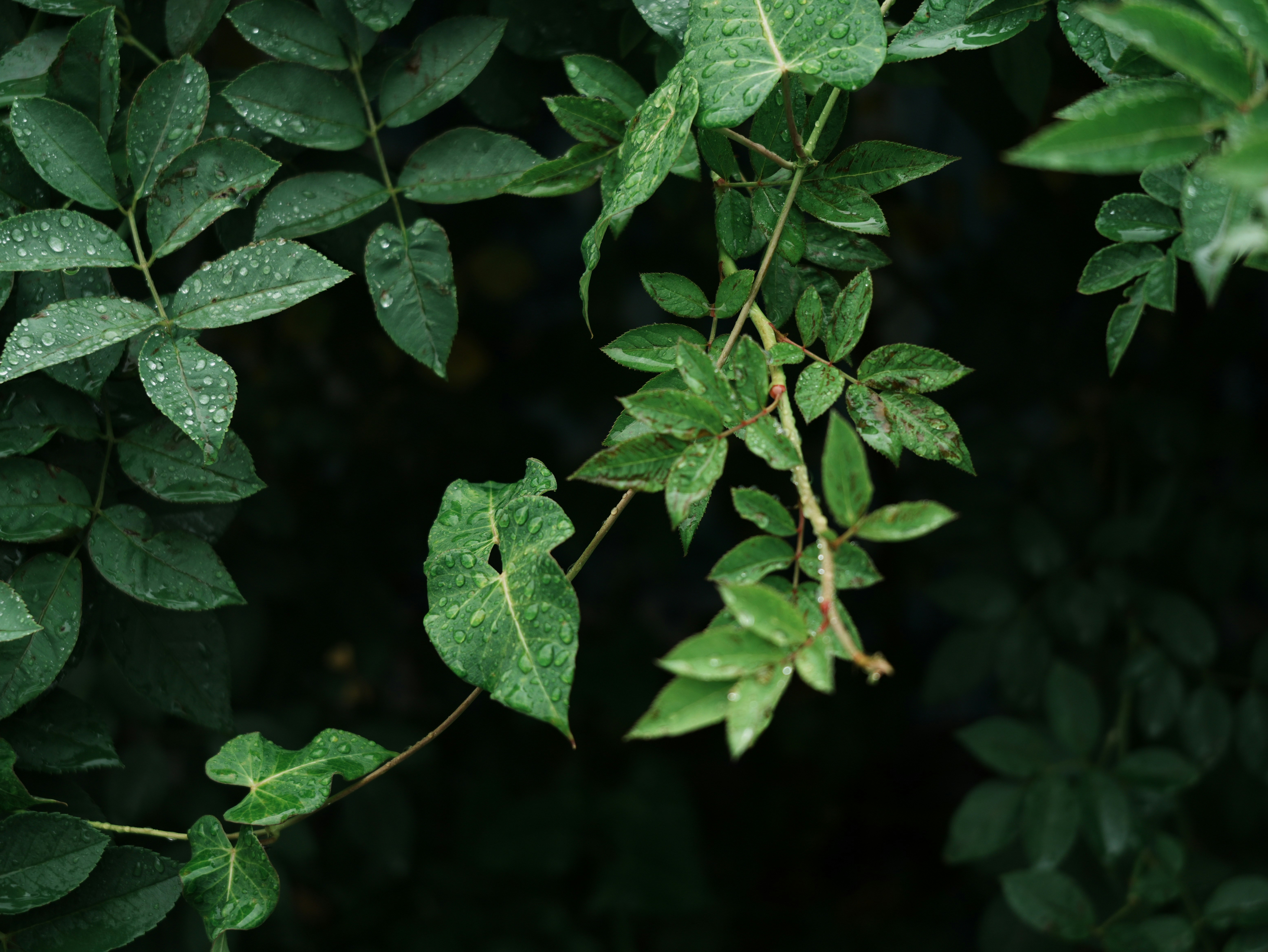 Photo by pineapple_20