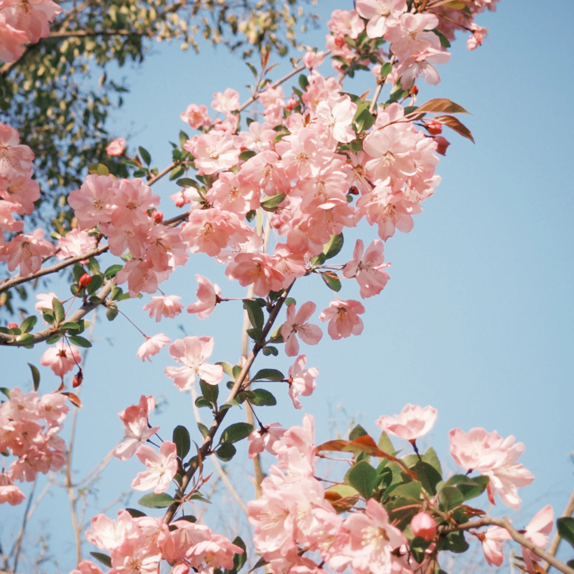 Pink flowers are blooming on a tree branch