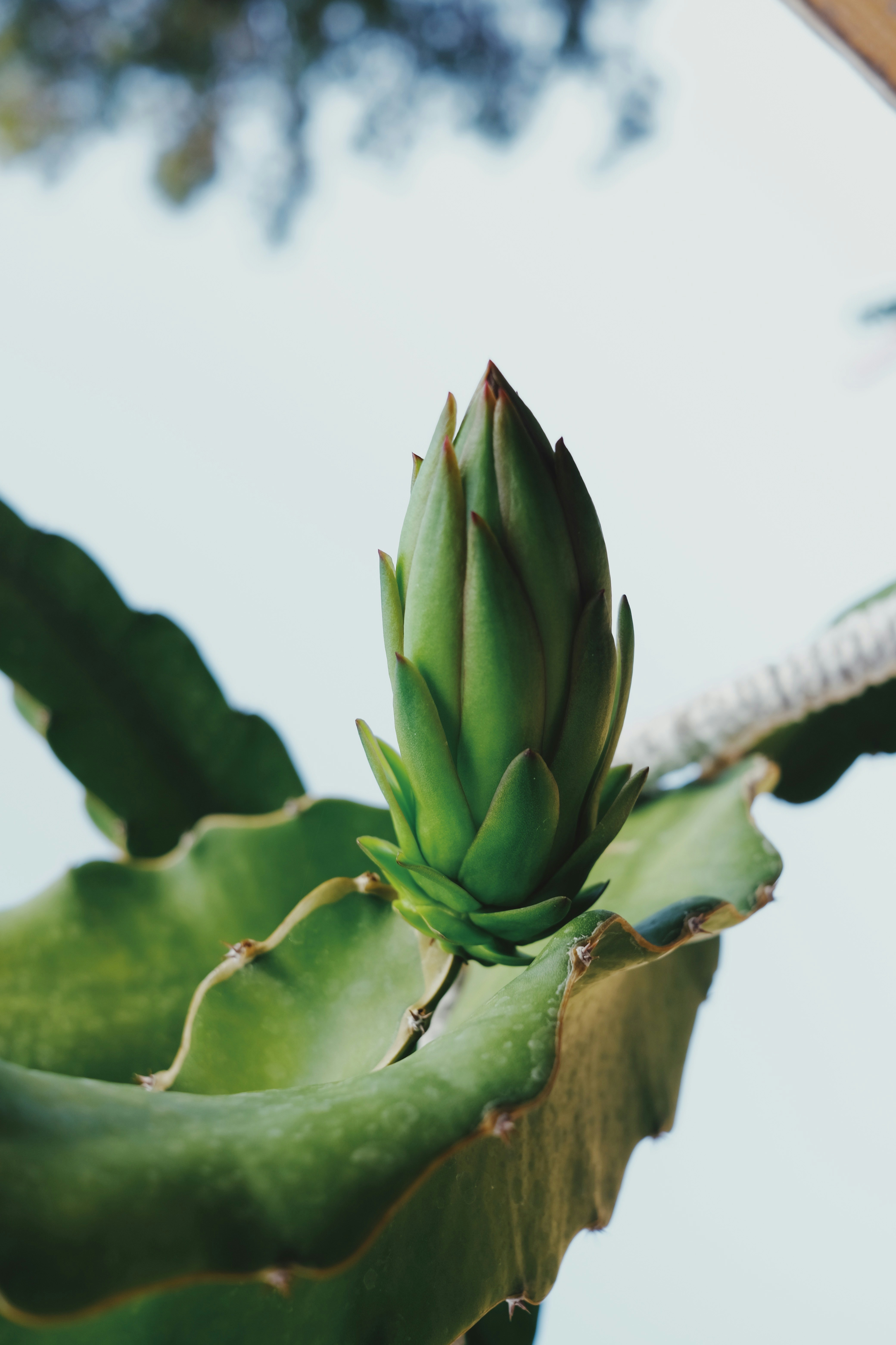 Photo by sesambrotchen