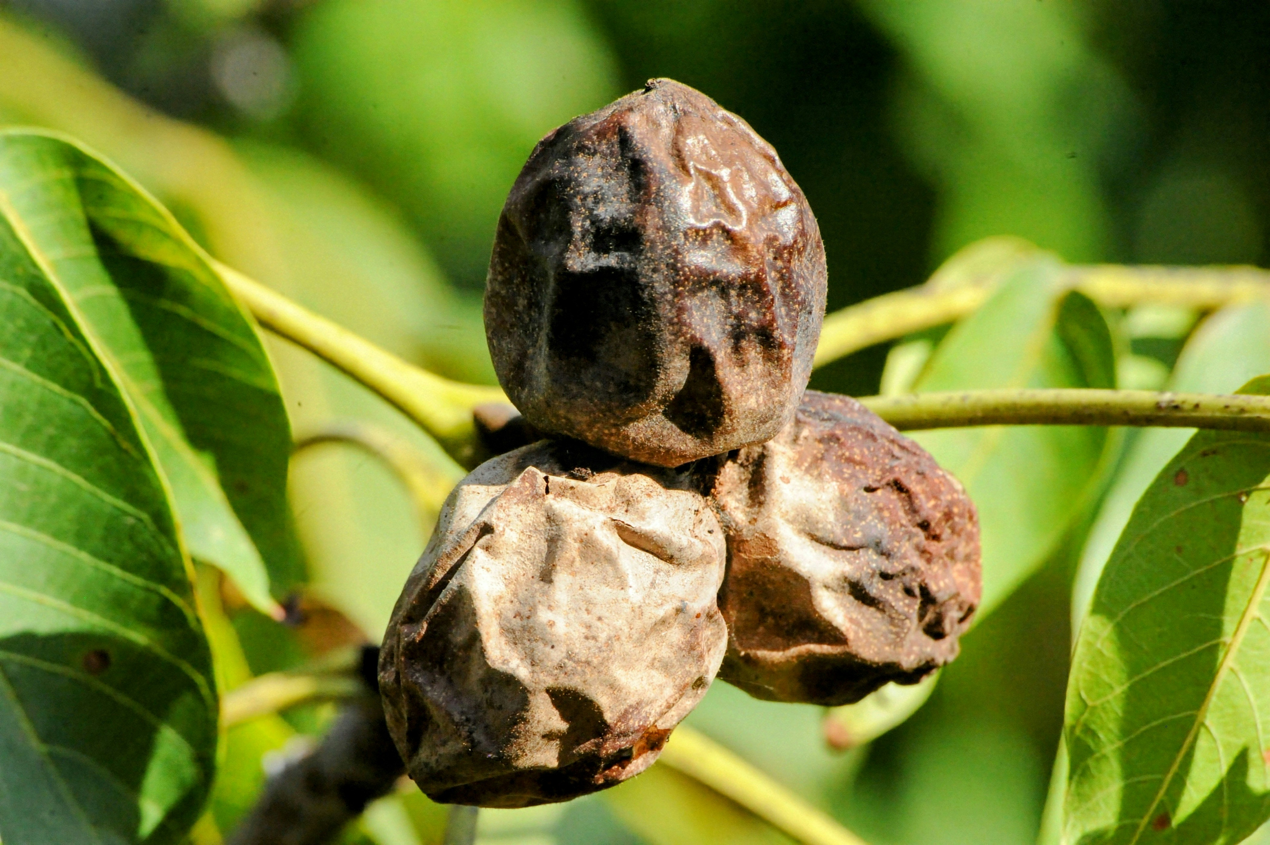 Managing Black Walnut Trees in Your Permascape