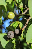 A fruit tree with green fruits and leaves