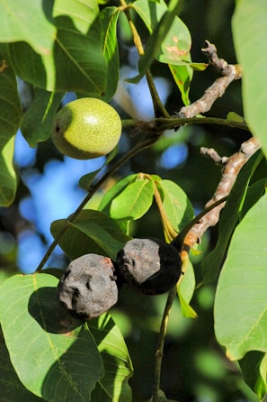 A fruit tree with green fruits and leaves