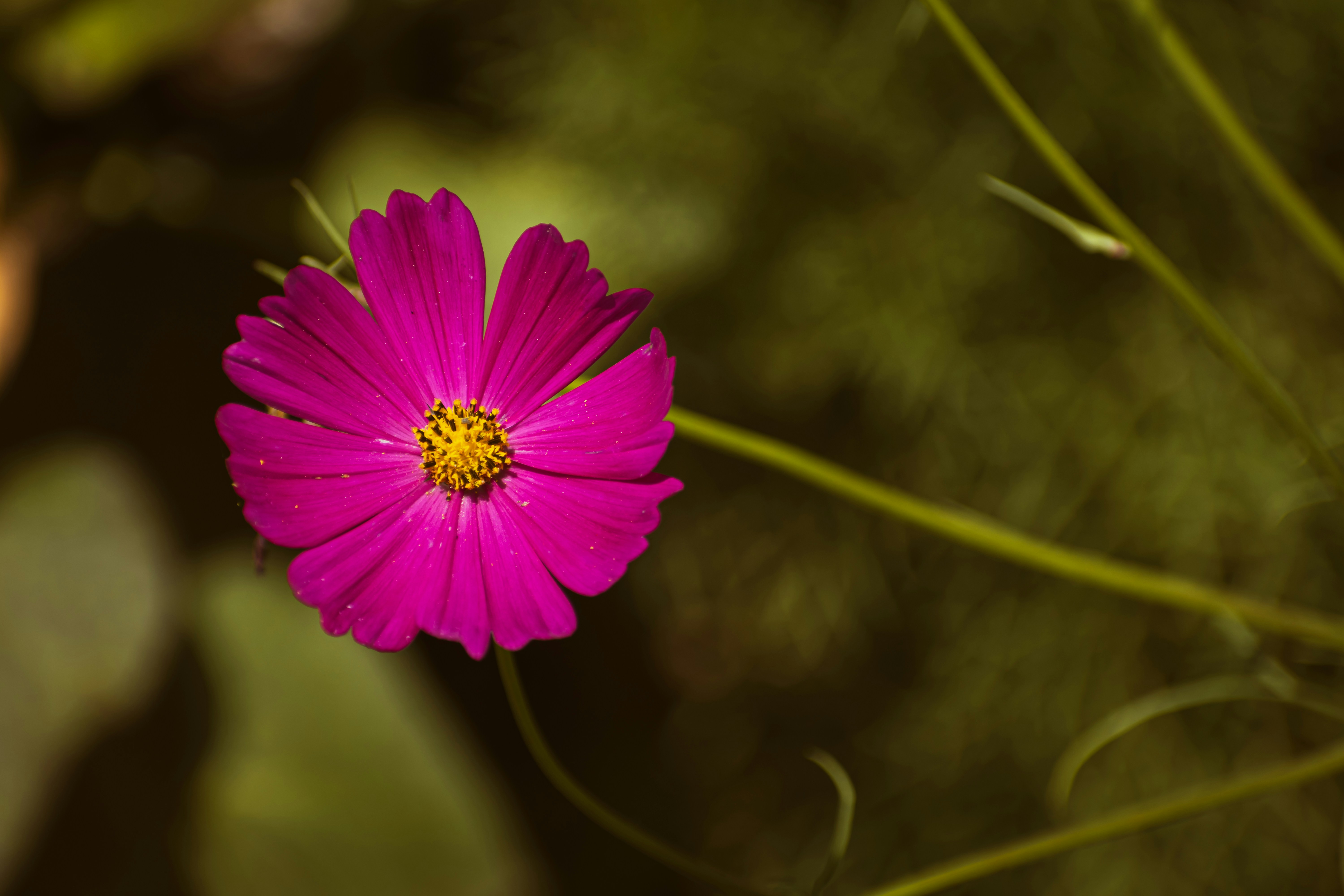 Photo by niki_emmert