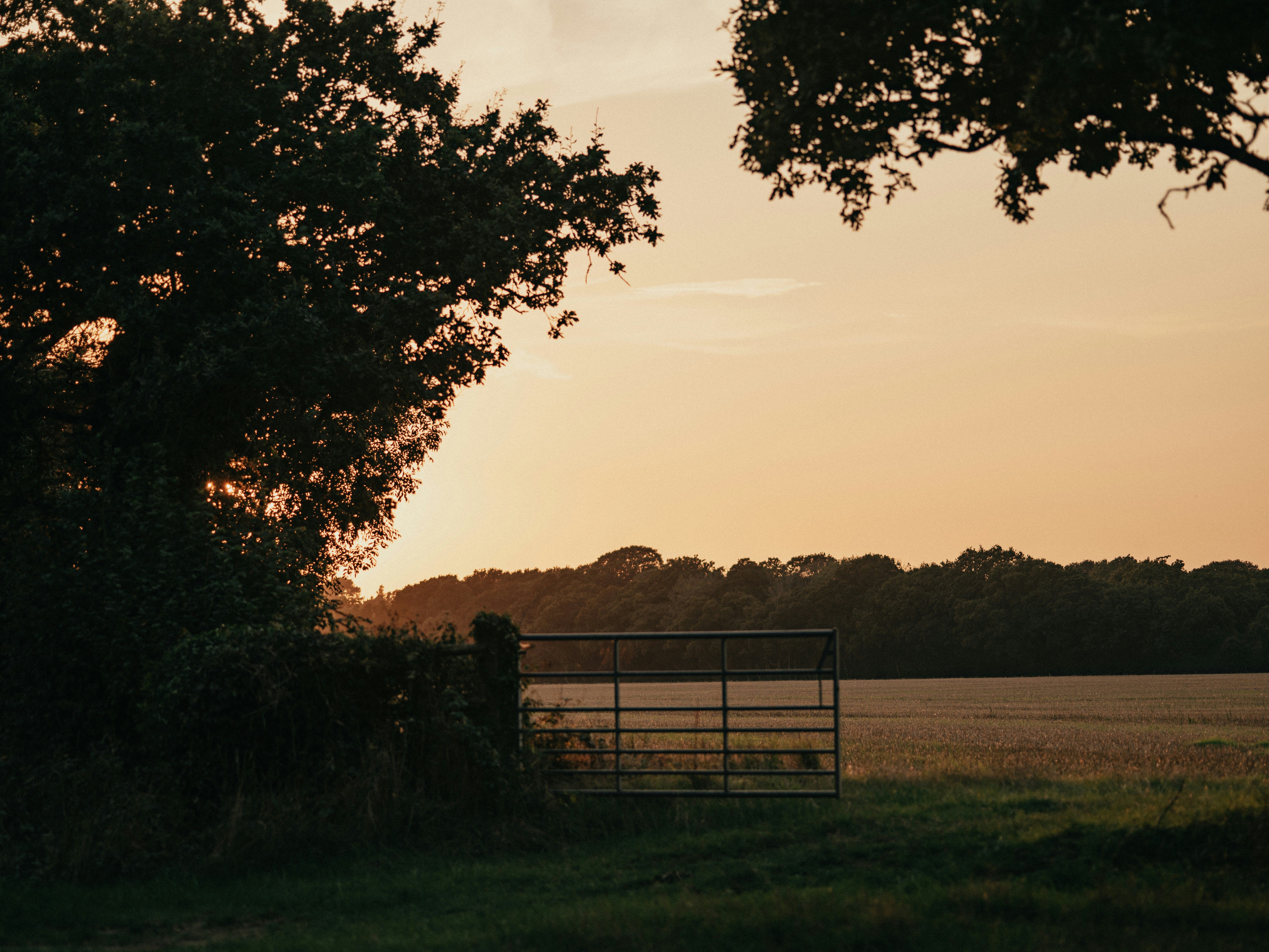 A field with a gate and trees at sunset, 