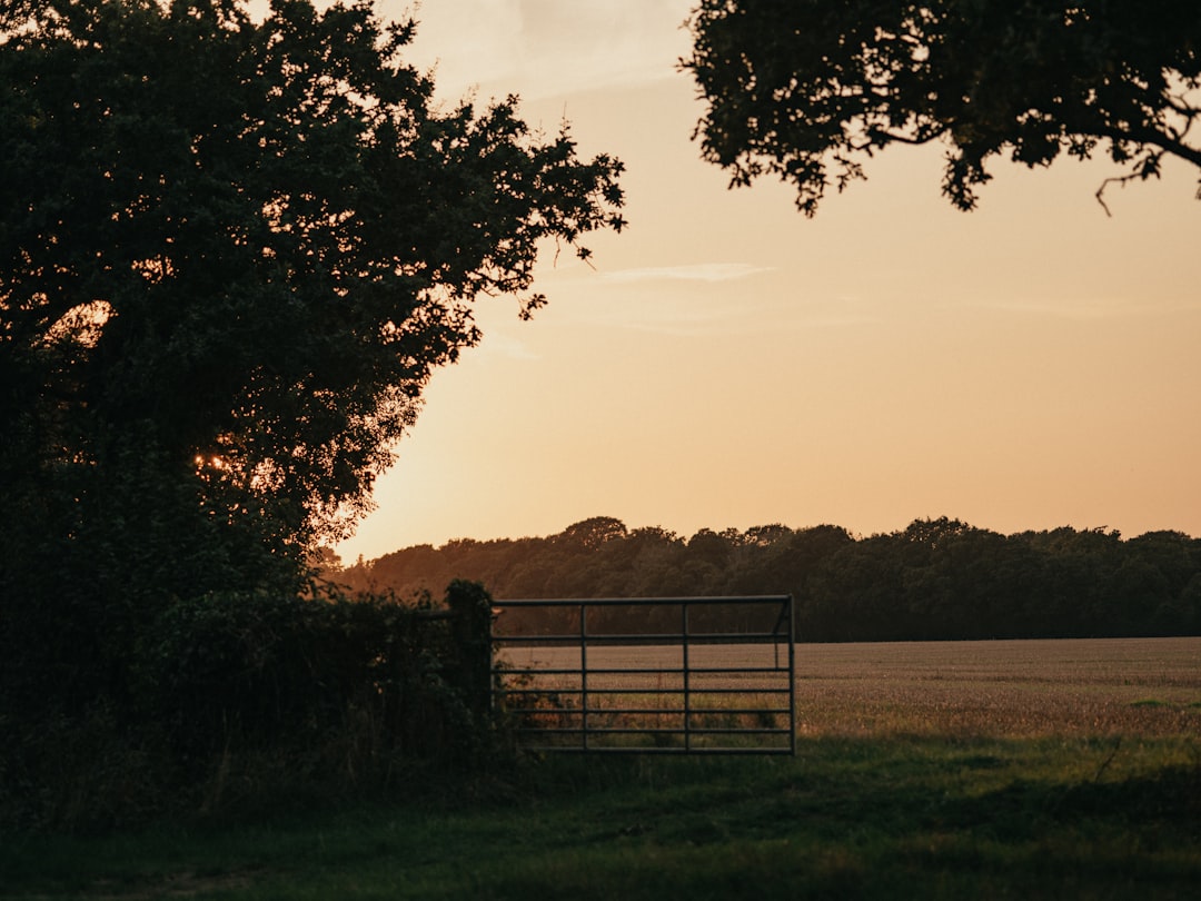 A field with a gate and trees at sunset,