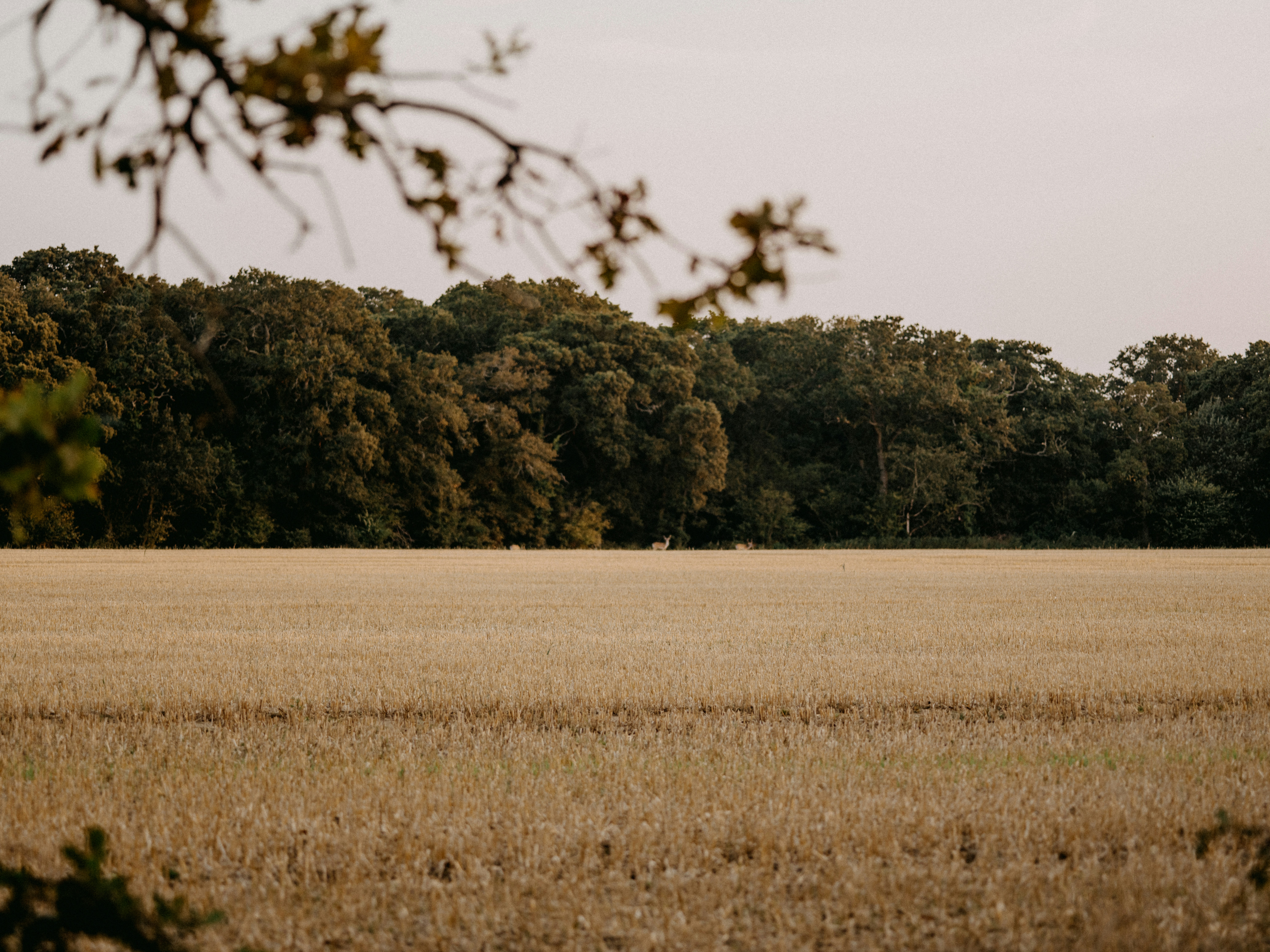 Photo by anniespratt