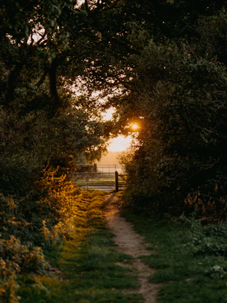 The sun is shining through the trees on a path