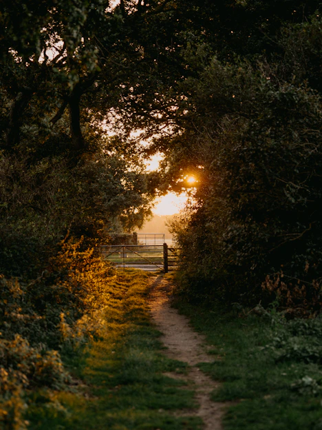 The sun is shining through the trees on a path
