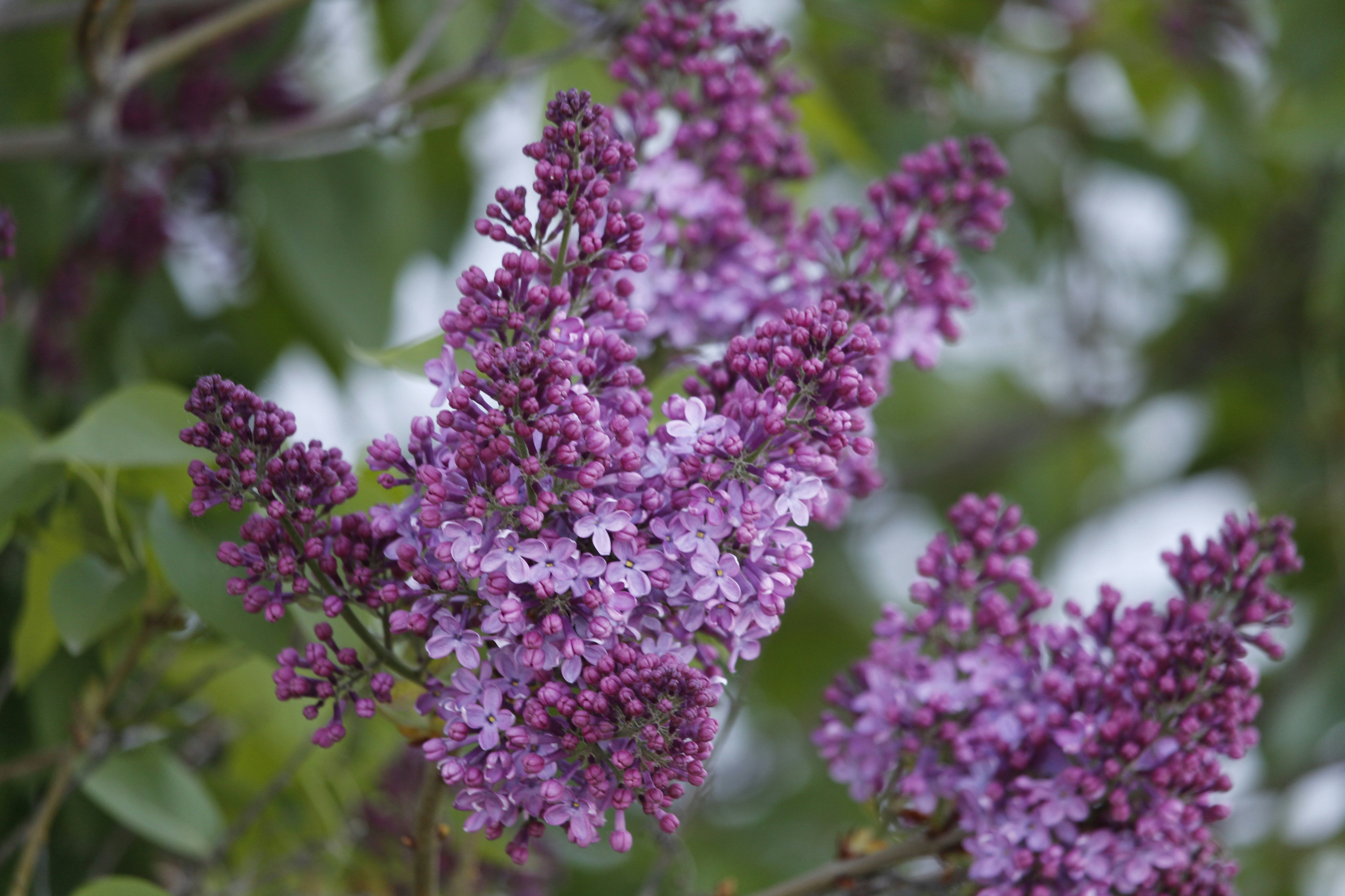 Photo by photo_tanbir