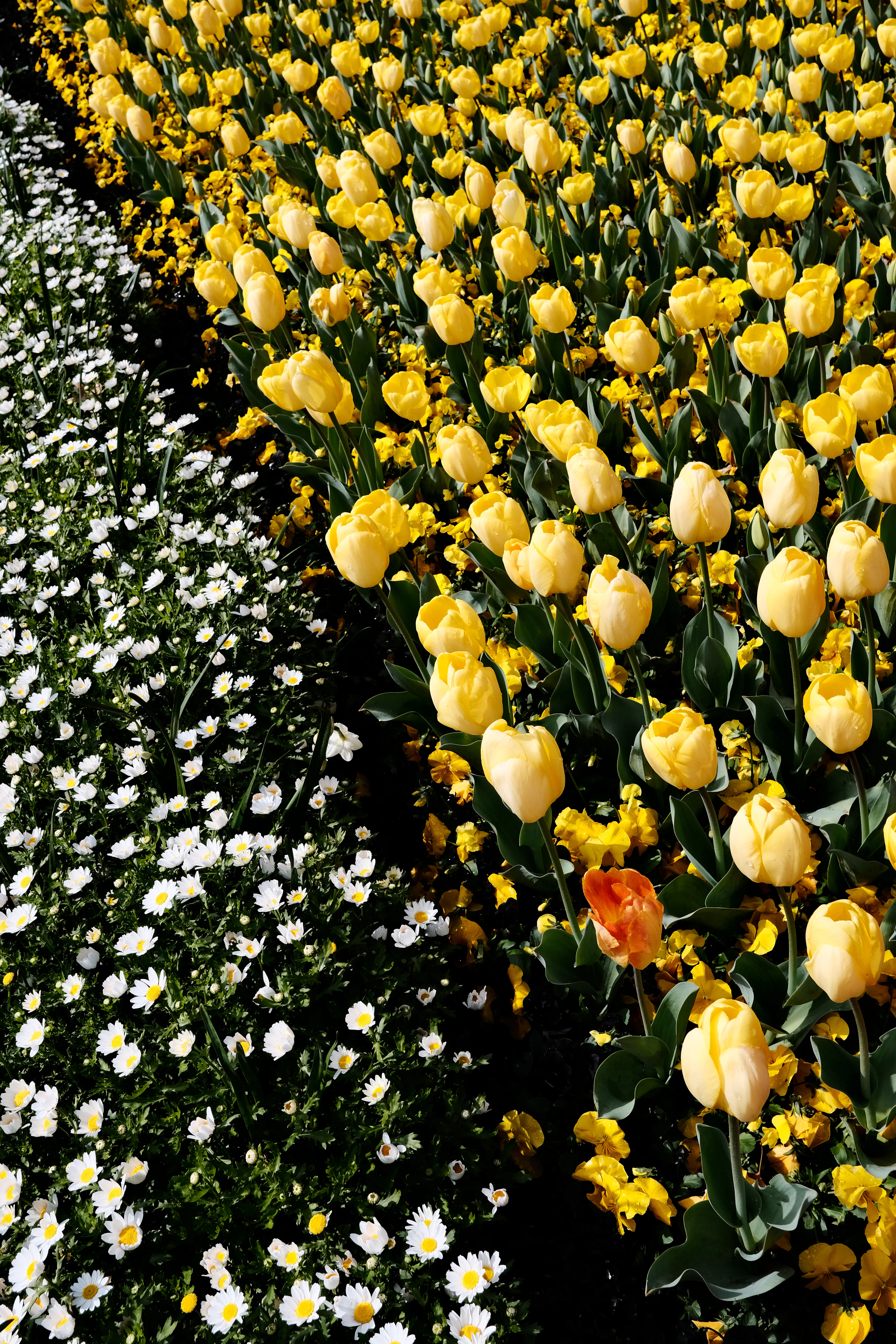 Dense garden bed filled with yellow and white tulips