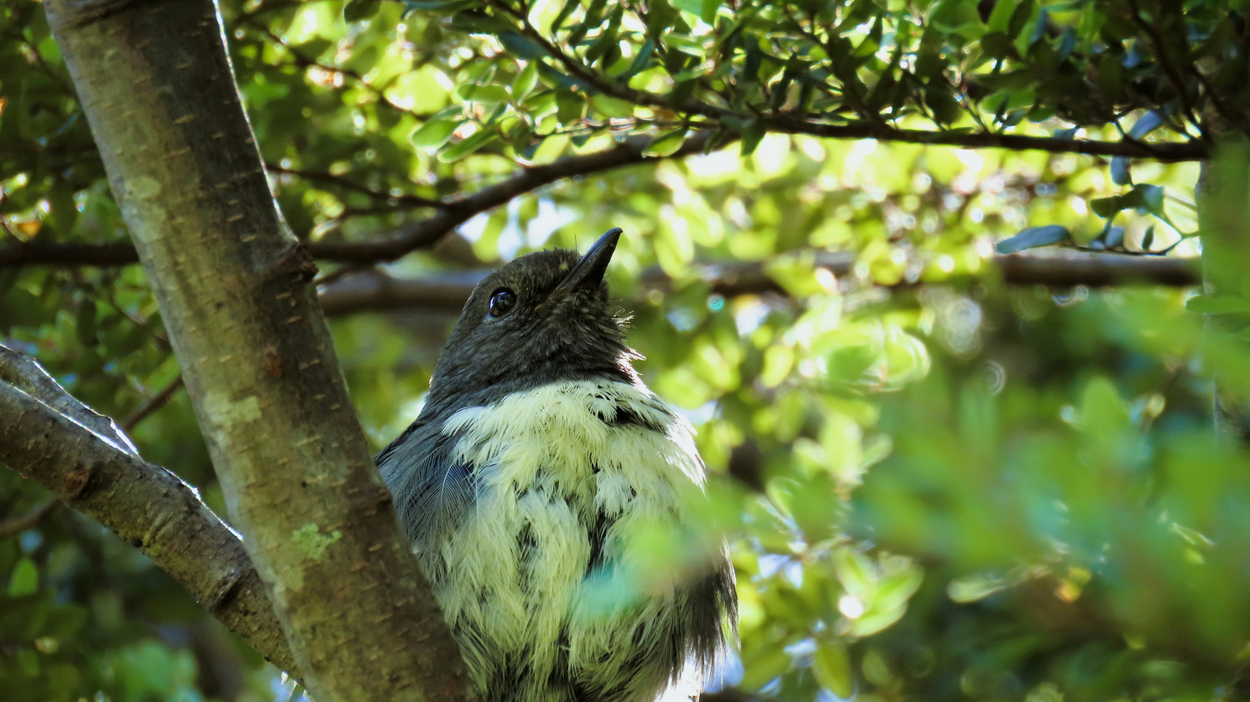 Un pájaro sentado en la rama de un árbol en un bosque