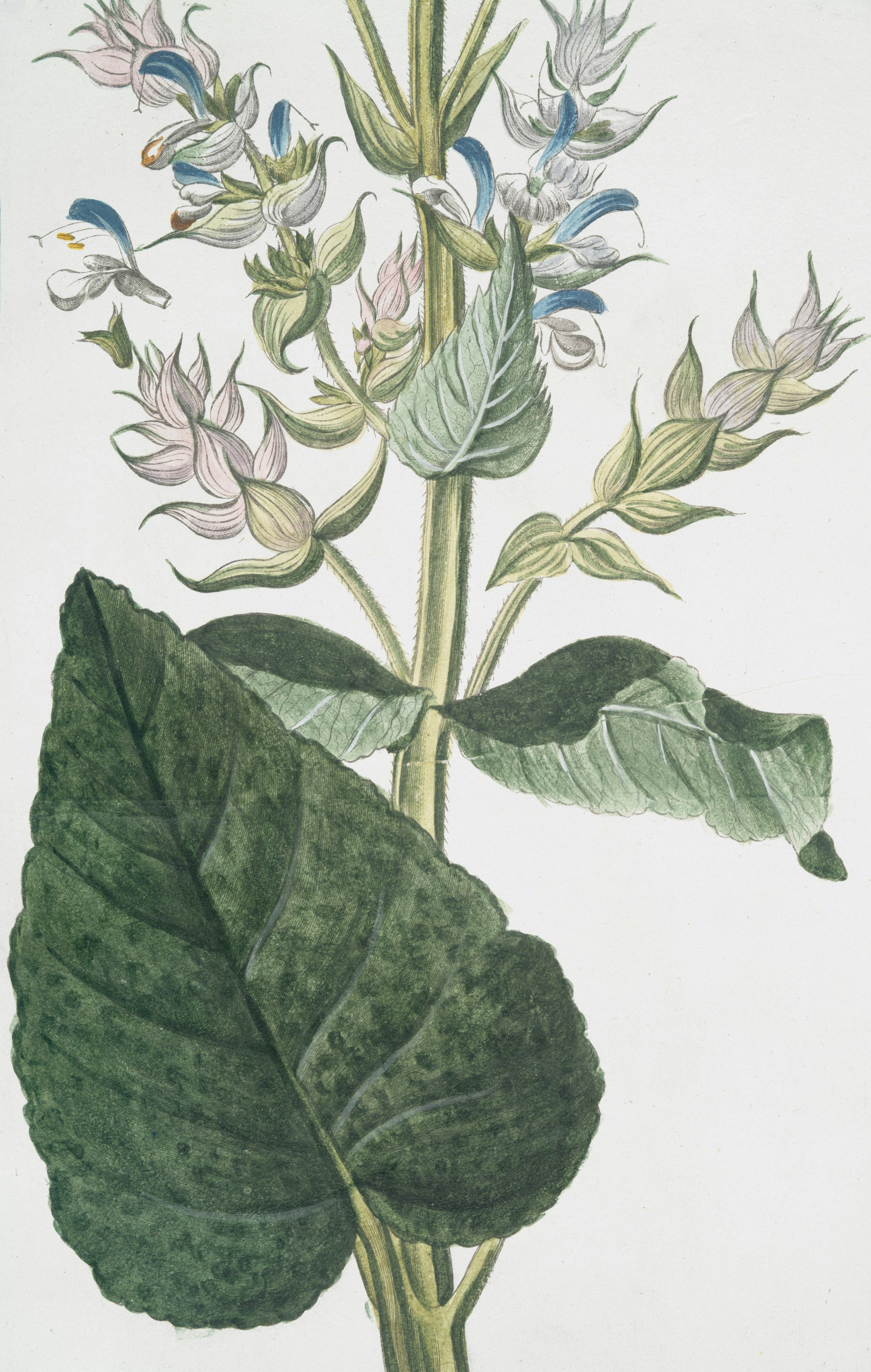 Assorted herbs like Rhodiola and Ashwagandha labeled for identification