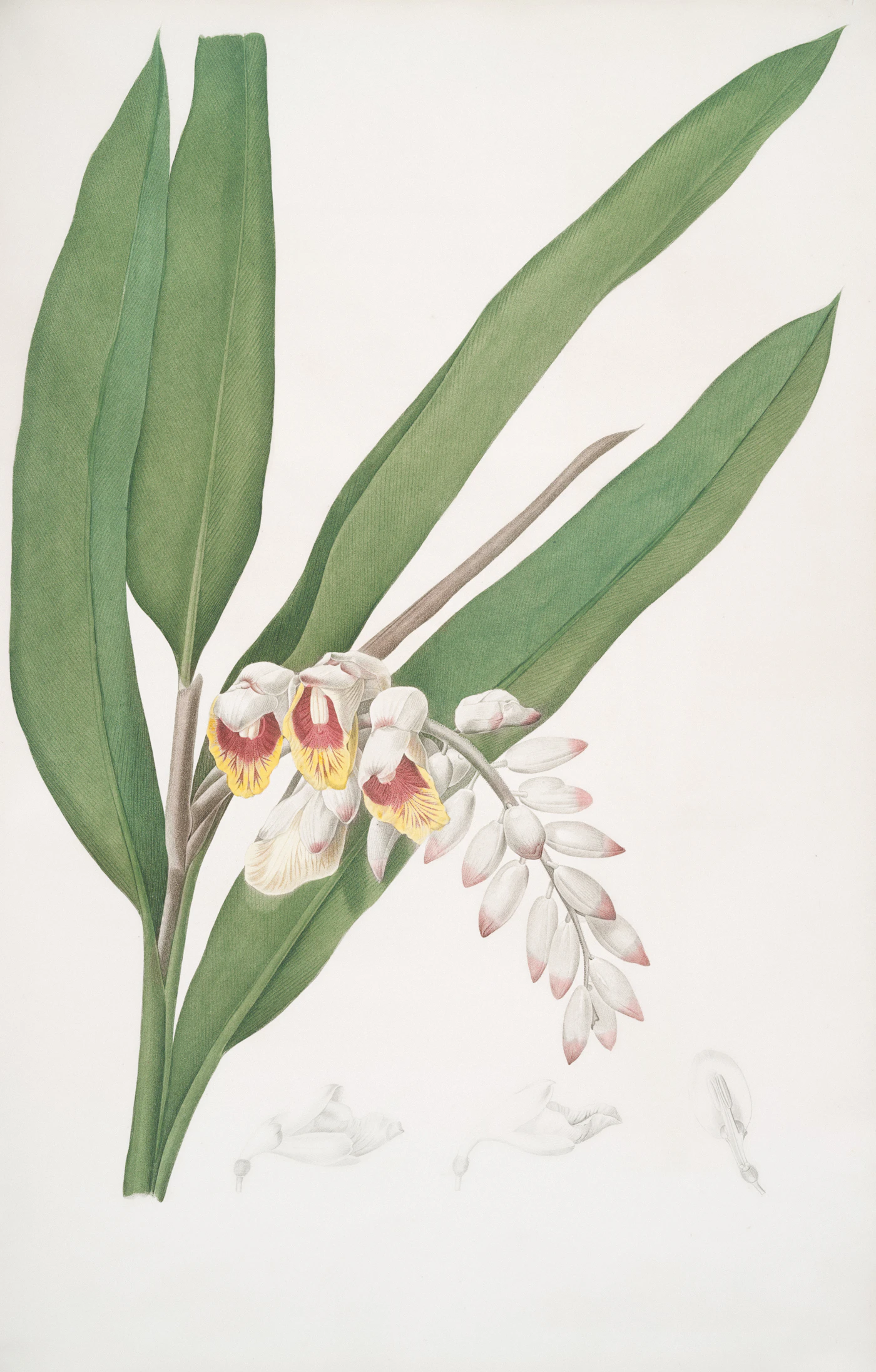 Plantation blossom