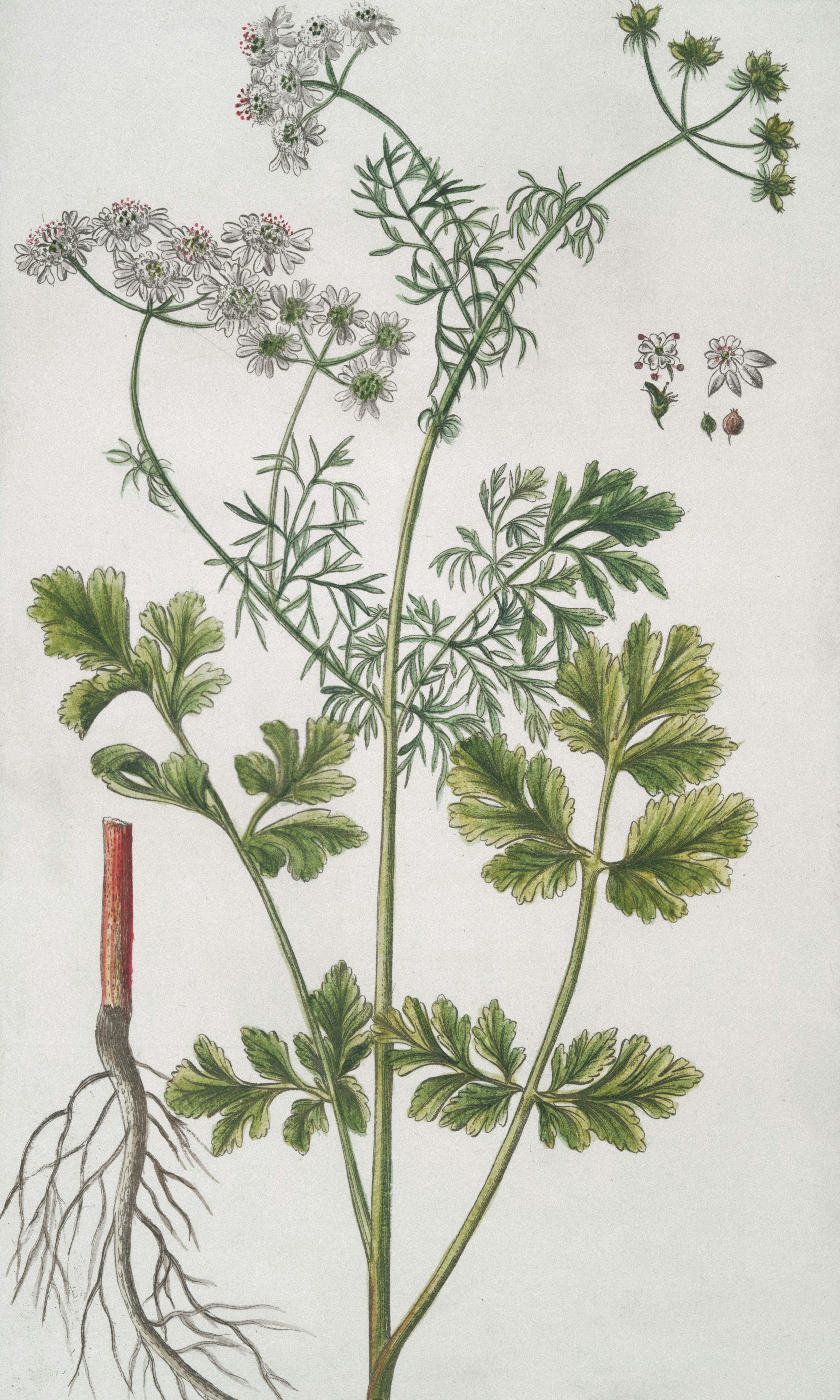 A drawing of a plant with roots and flowers