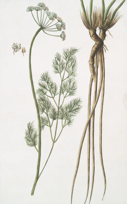 A plant with roots and flowers