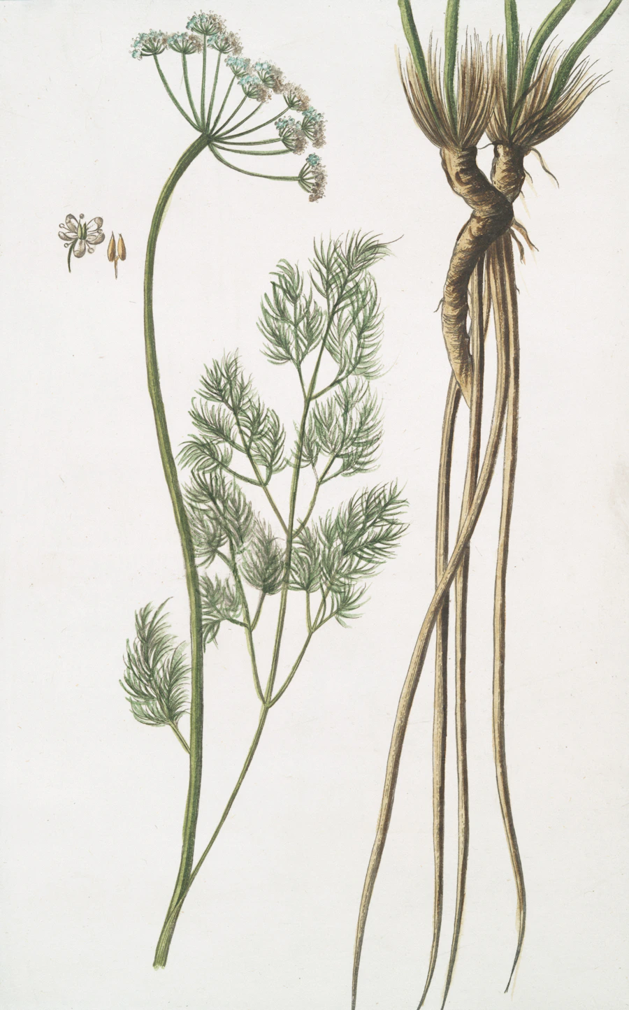 A plant shown with its roots and flowers