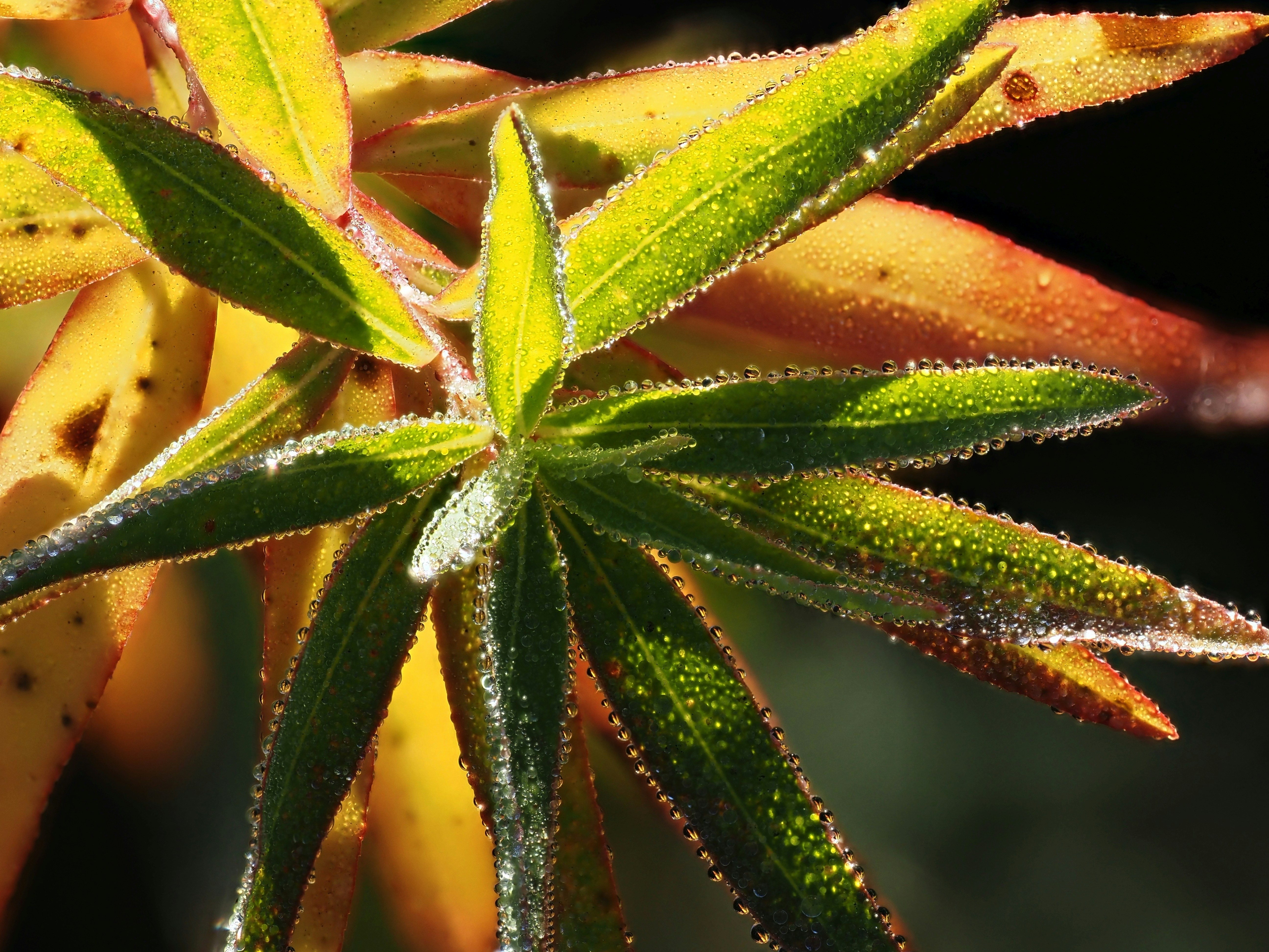 Close-up of cannabis buds showing trichomes and coloration