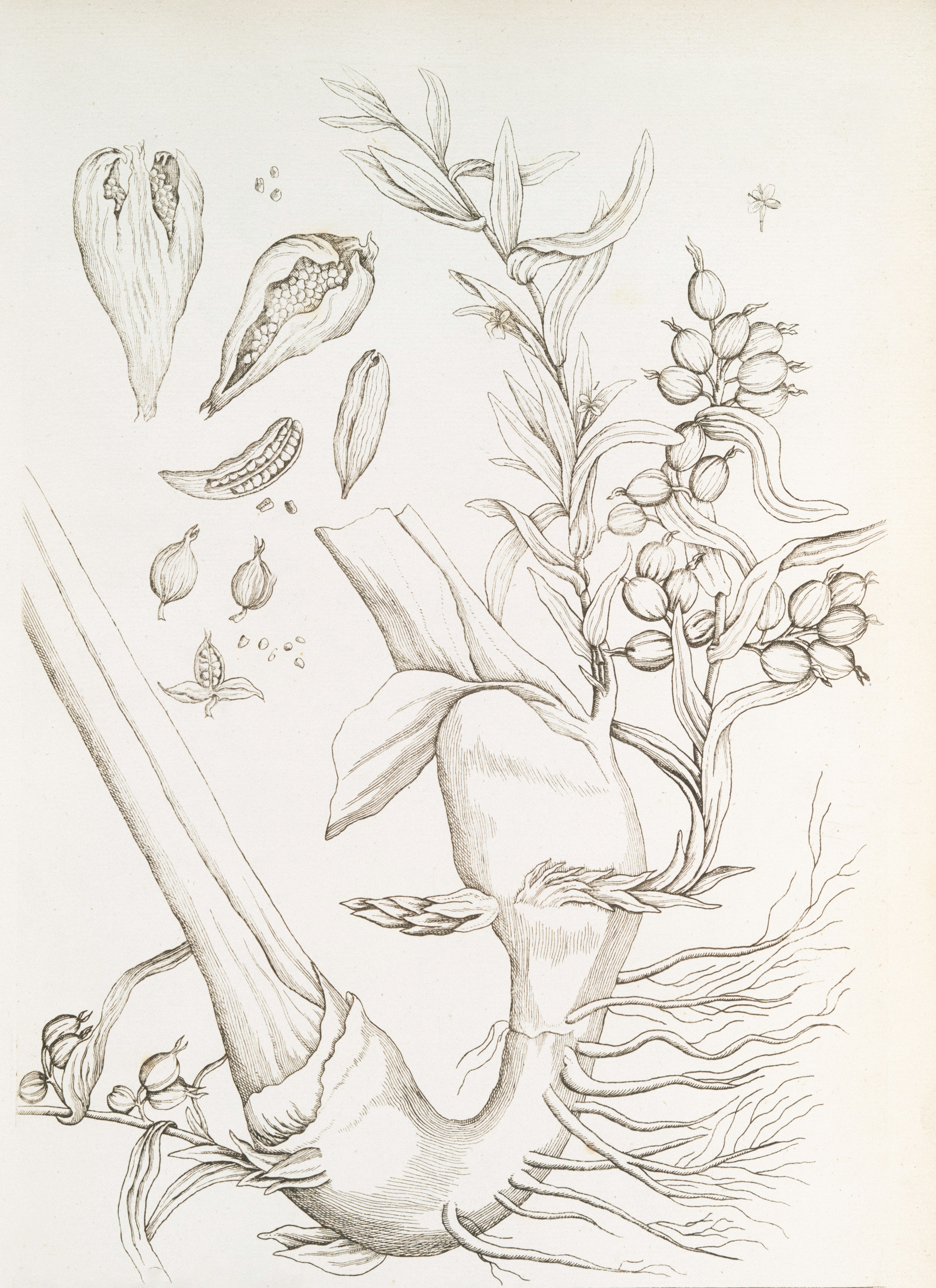 A plant with roots and flowers