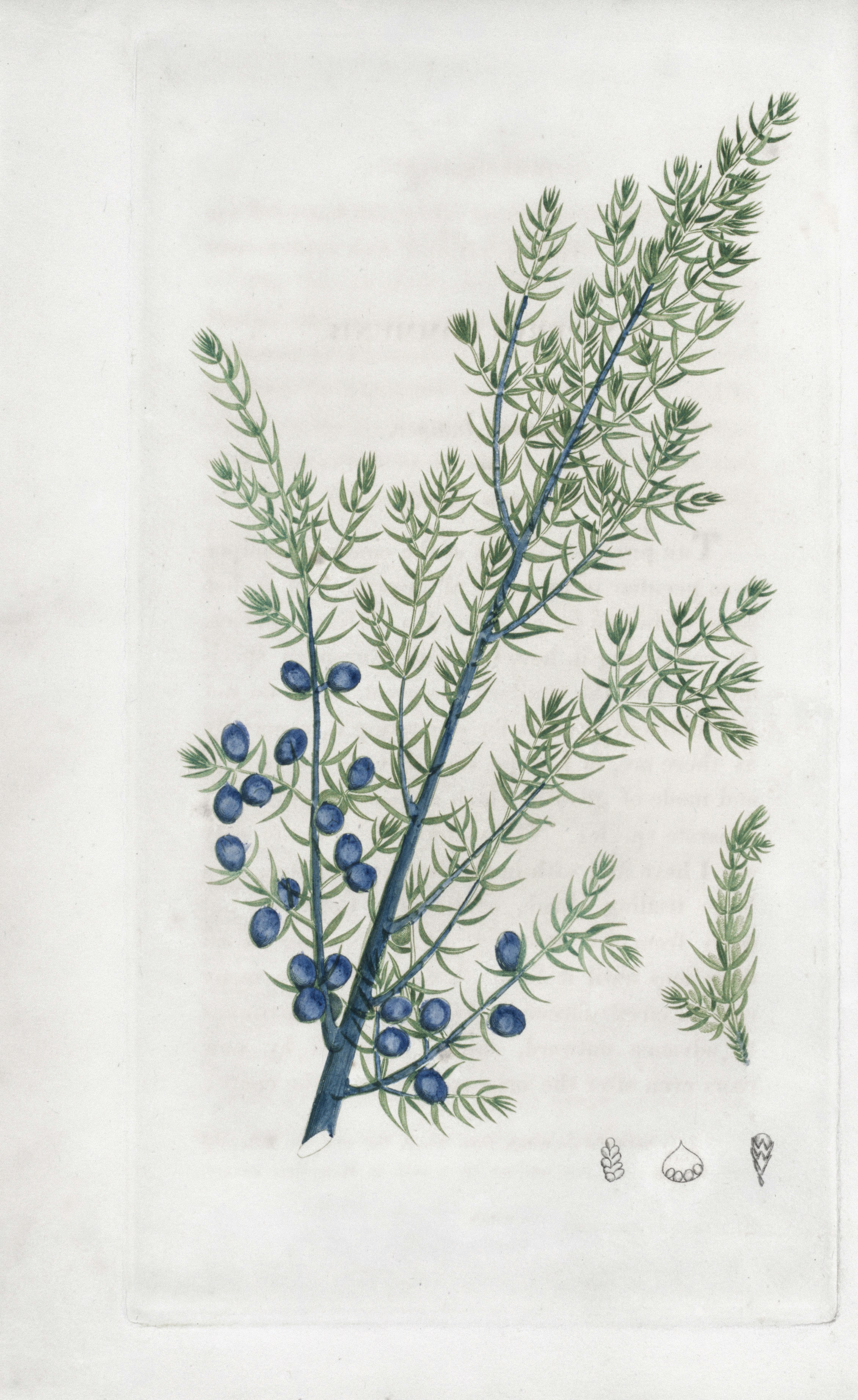 Juniper branch with blue berries and small illustrations.