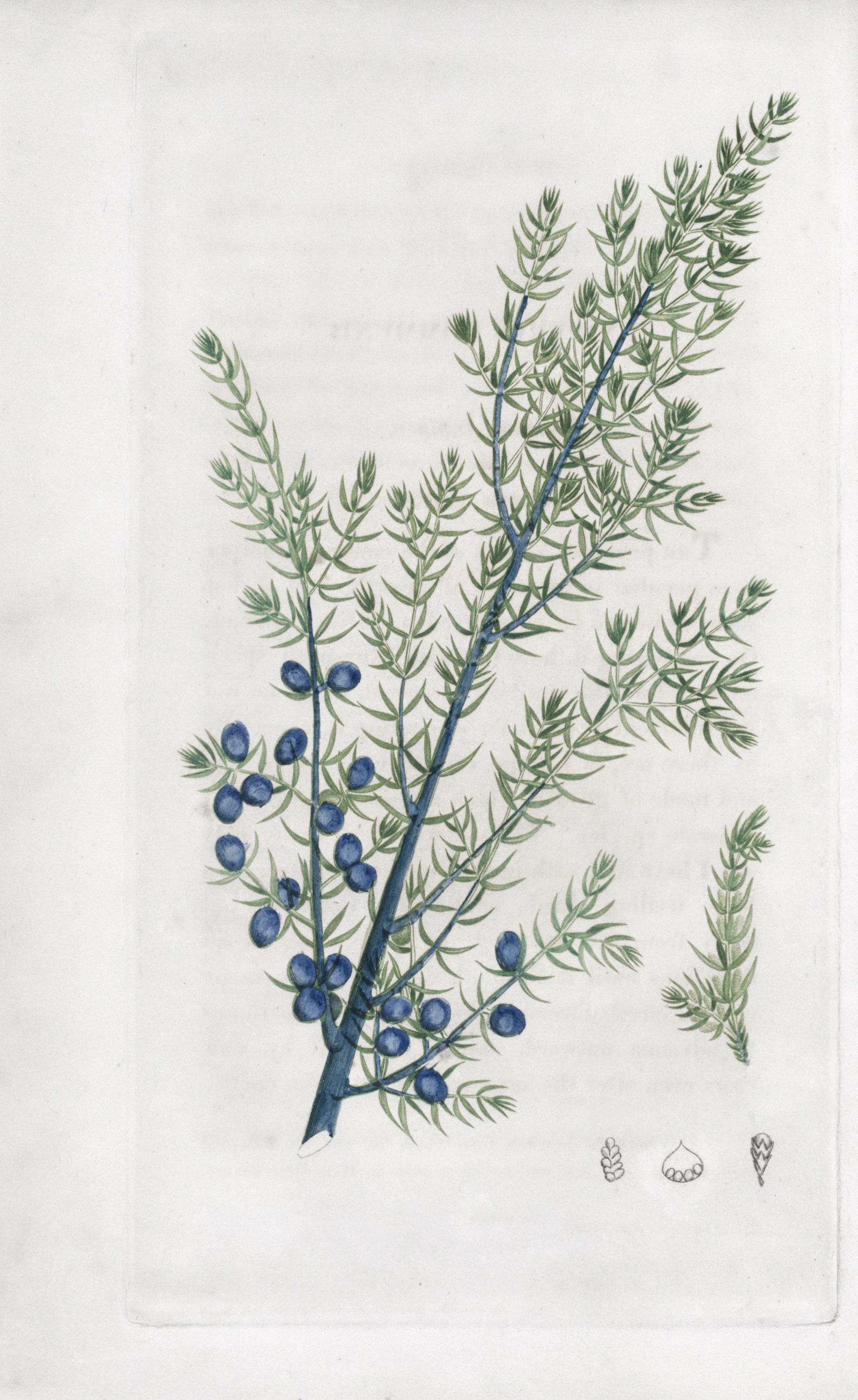 A historical botanical illustration of a juniper branch and berries.