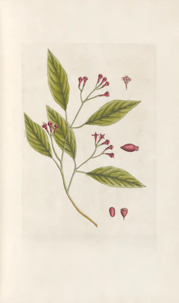 Clove plant with leaves and buds