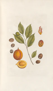 Nutmeg fruit, leaf, flower, and seeds