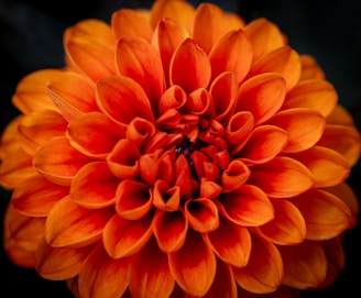 A close up of an orange flower on a black background