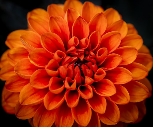 A close up of an orange flower on a black background