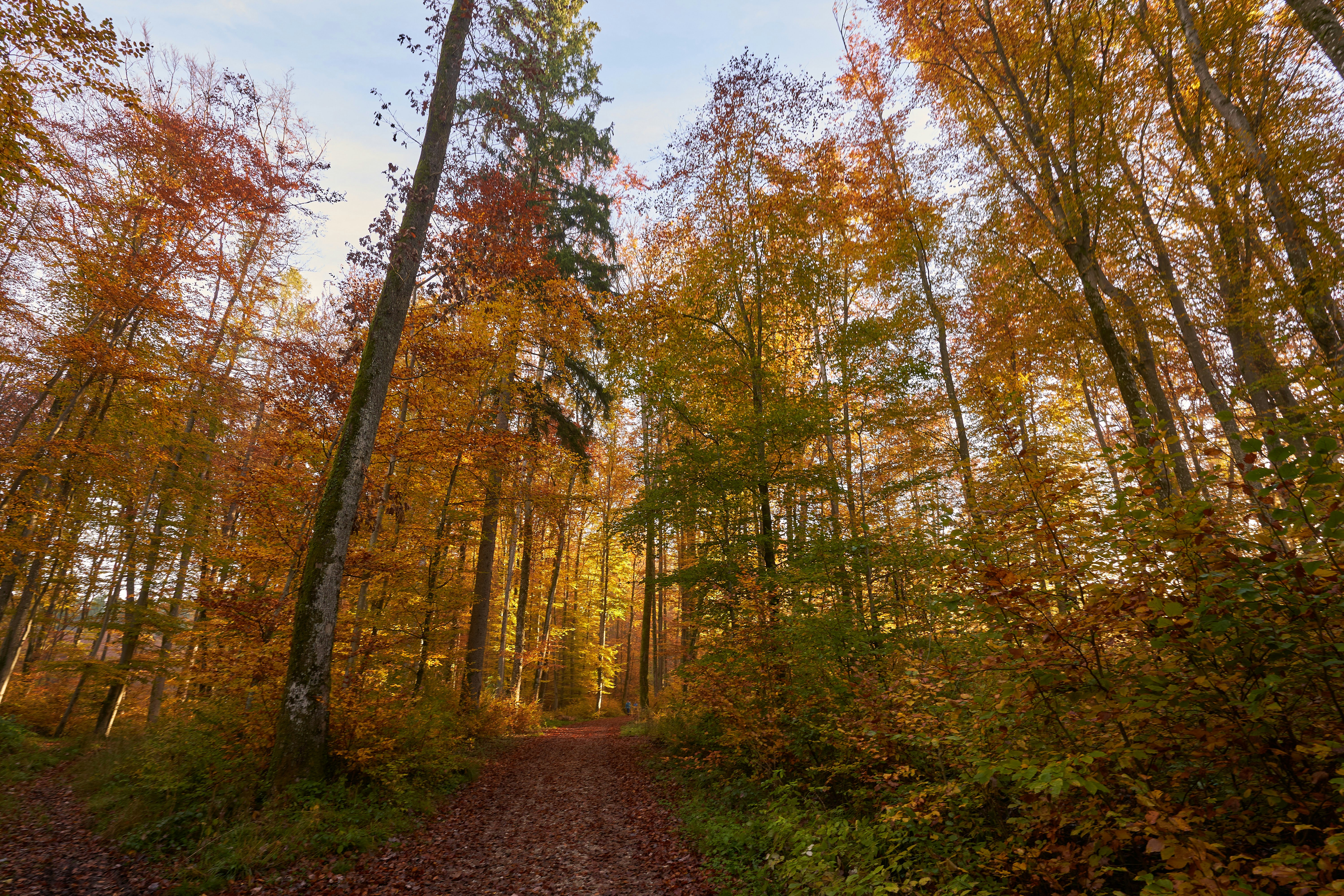 Photo by wolfgang_hasselmann