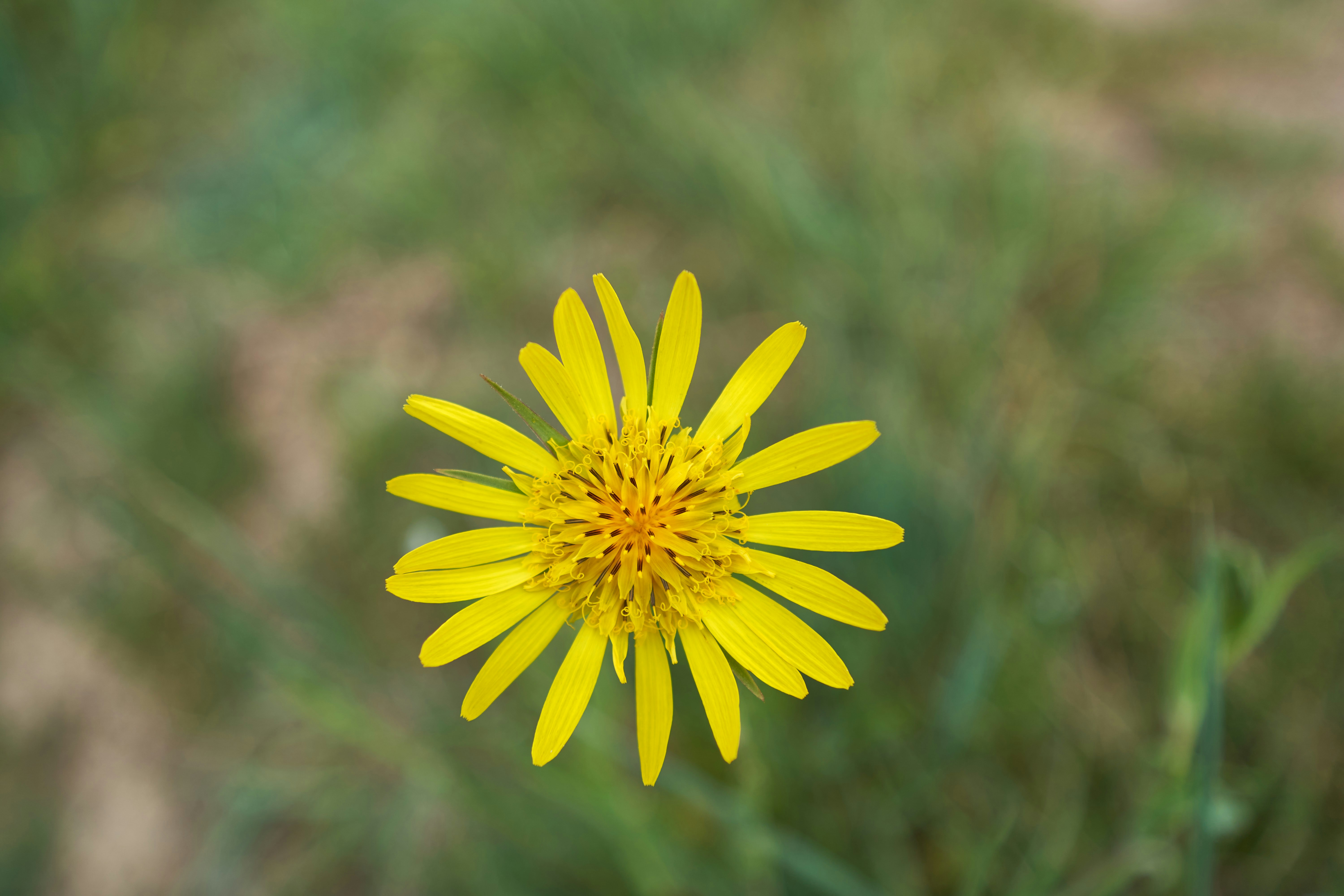 Photo by wolfgang_hasselmann