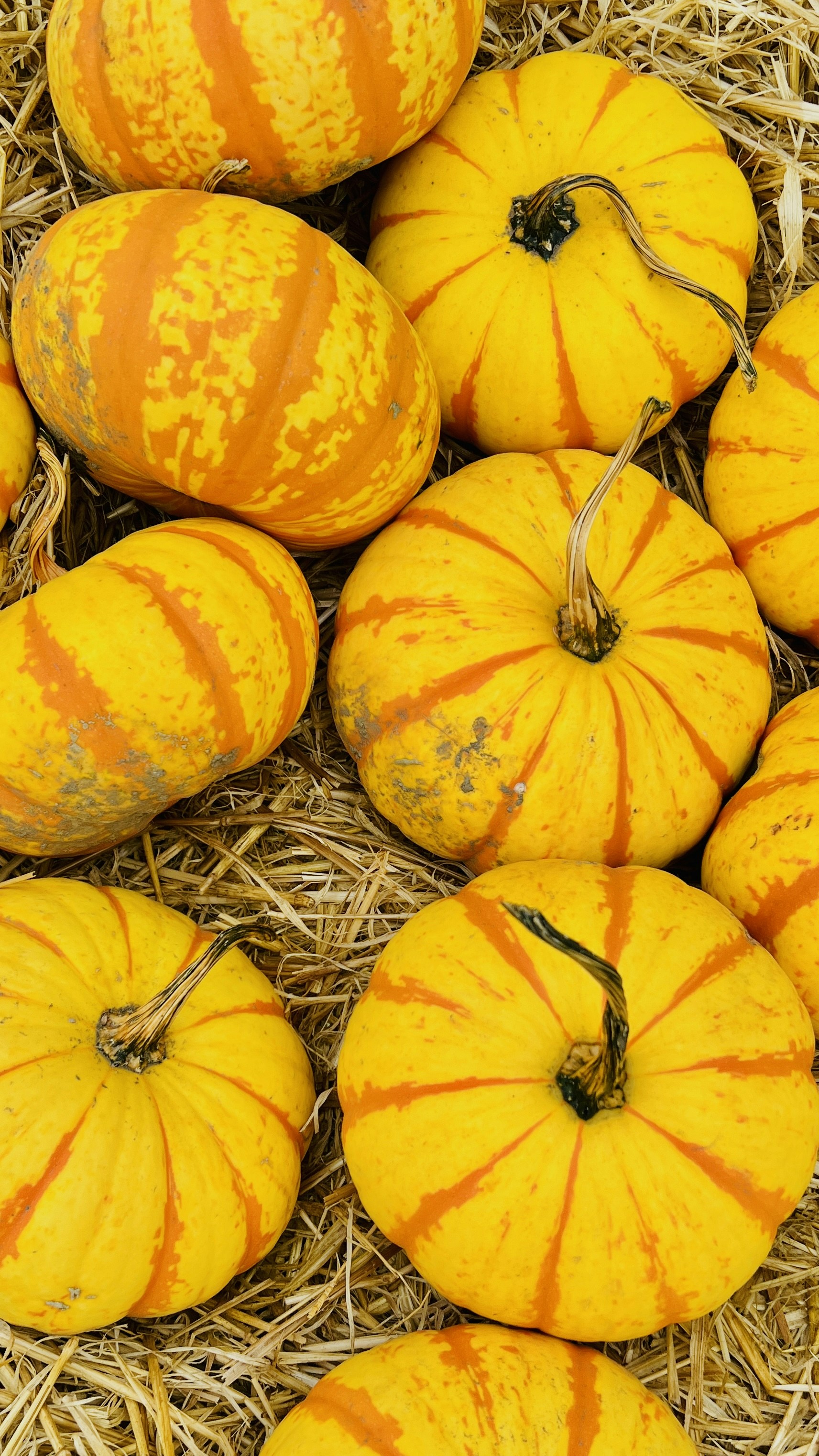 Photo by georginabaly