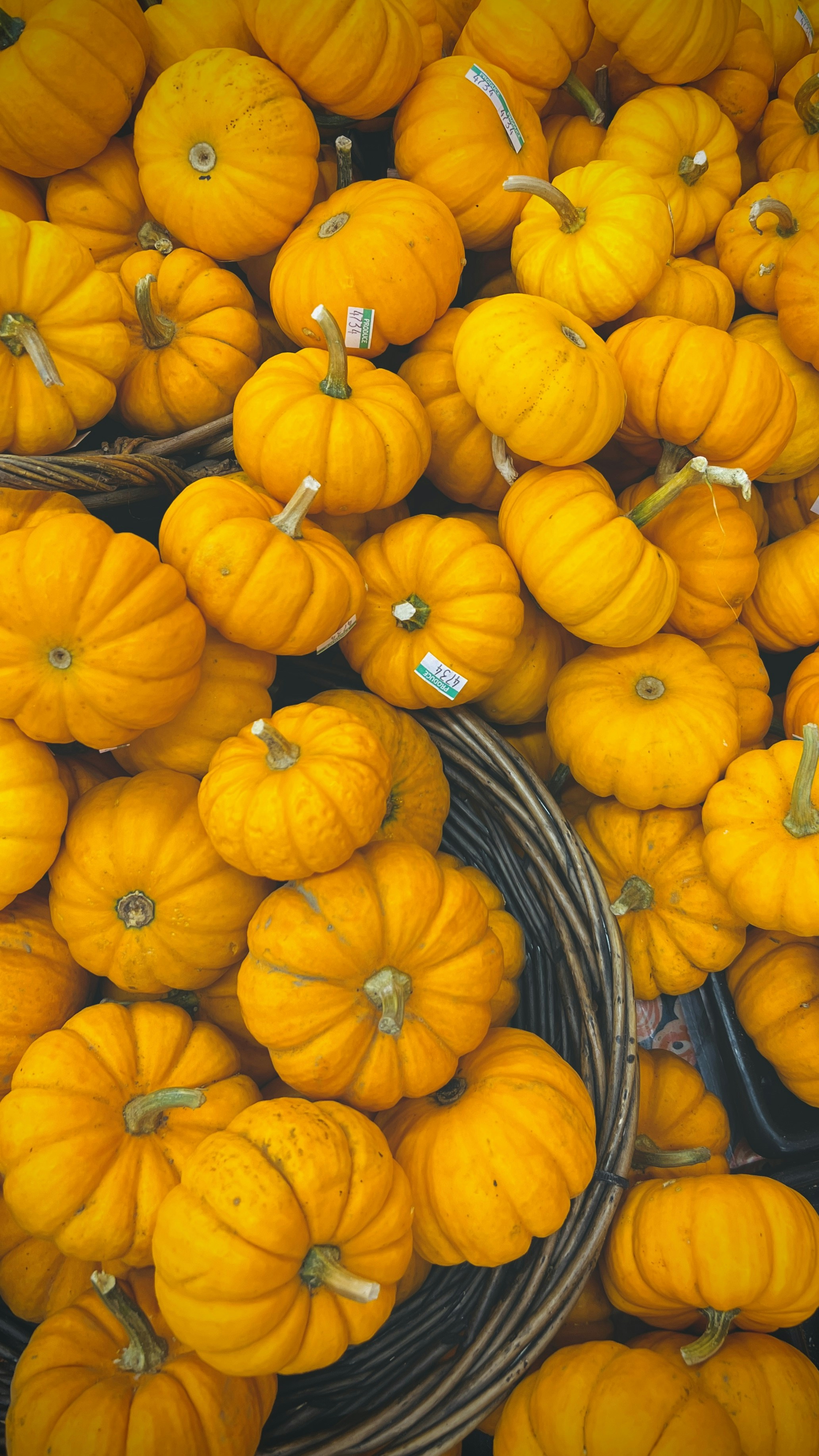 Photo by georginabaly