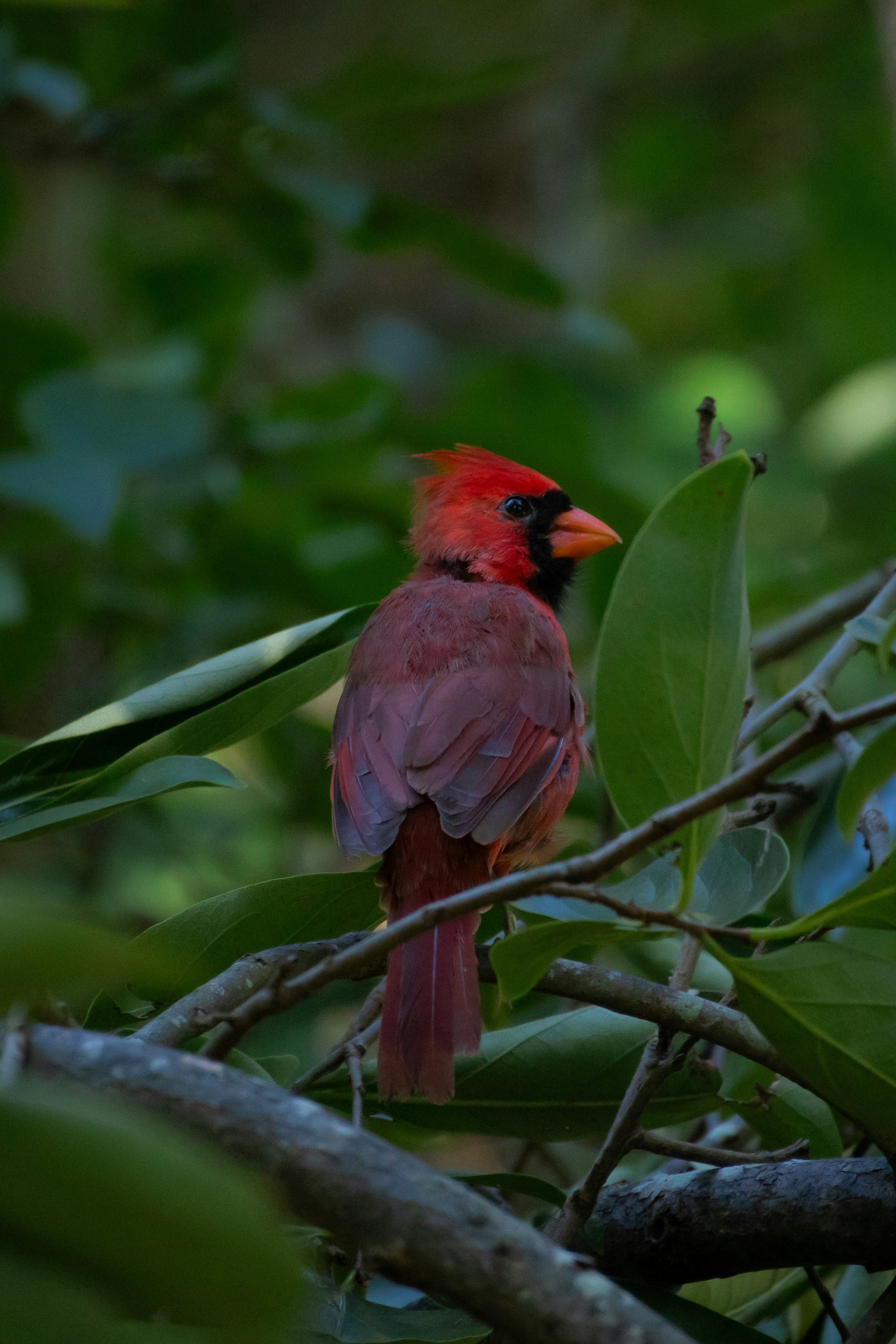 Photo by seraphimchaz