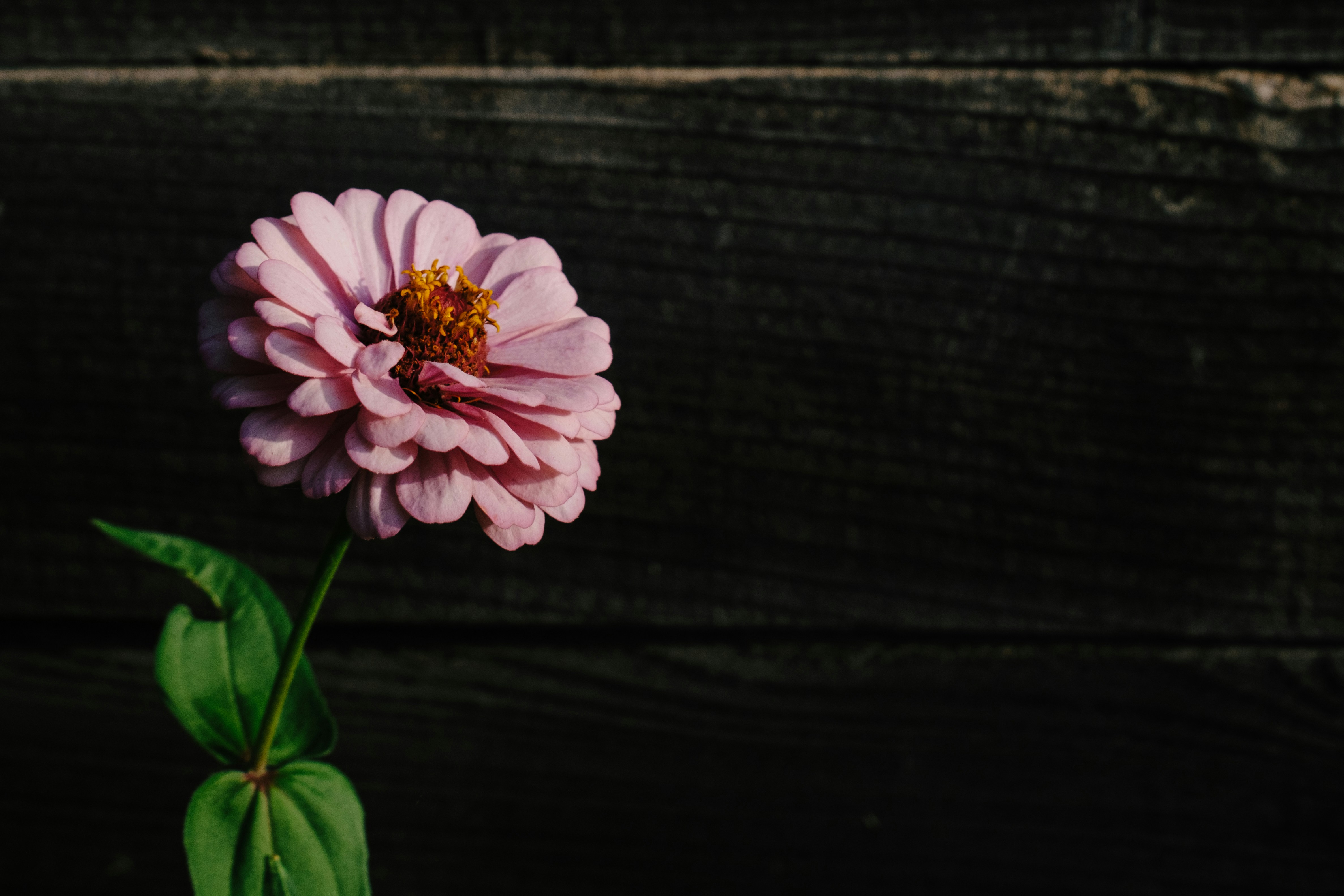 A single pink flower with a green stem
