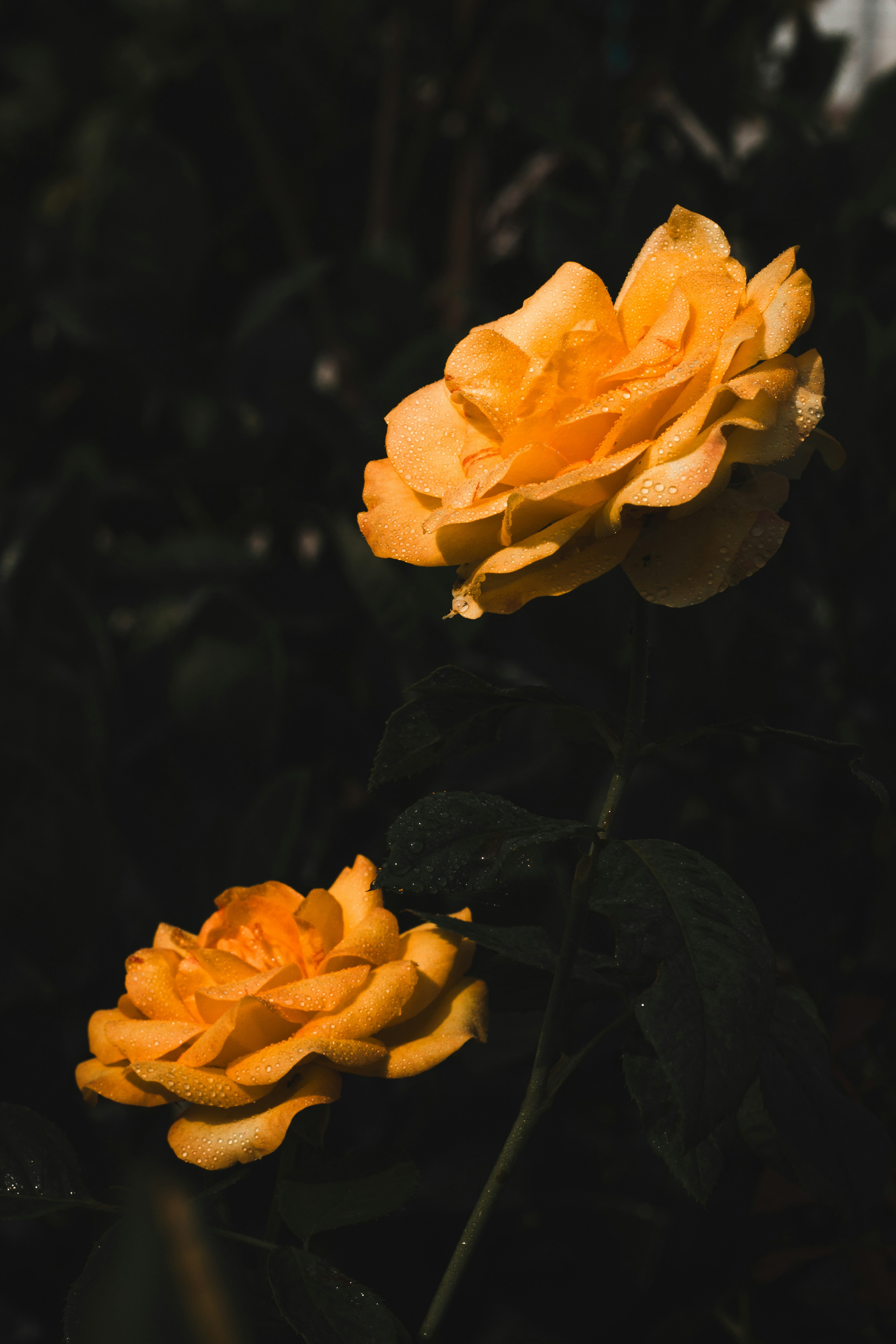 Photo by lakshya2001