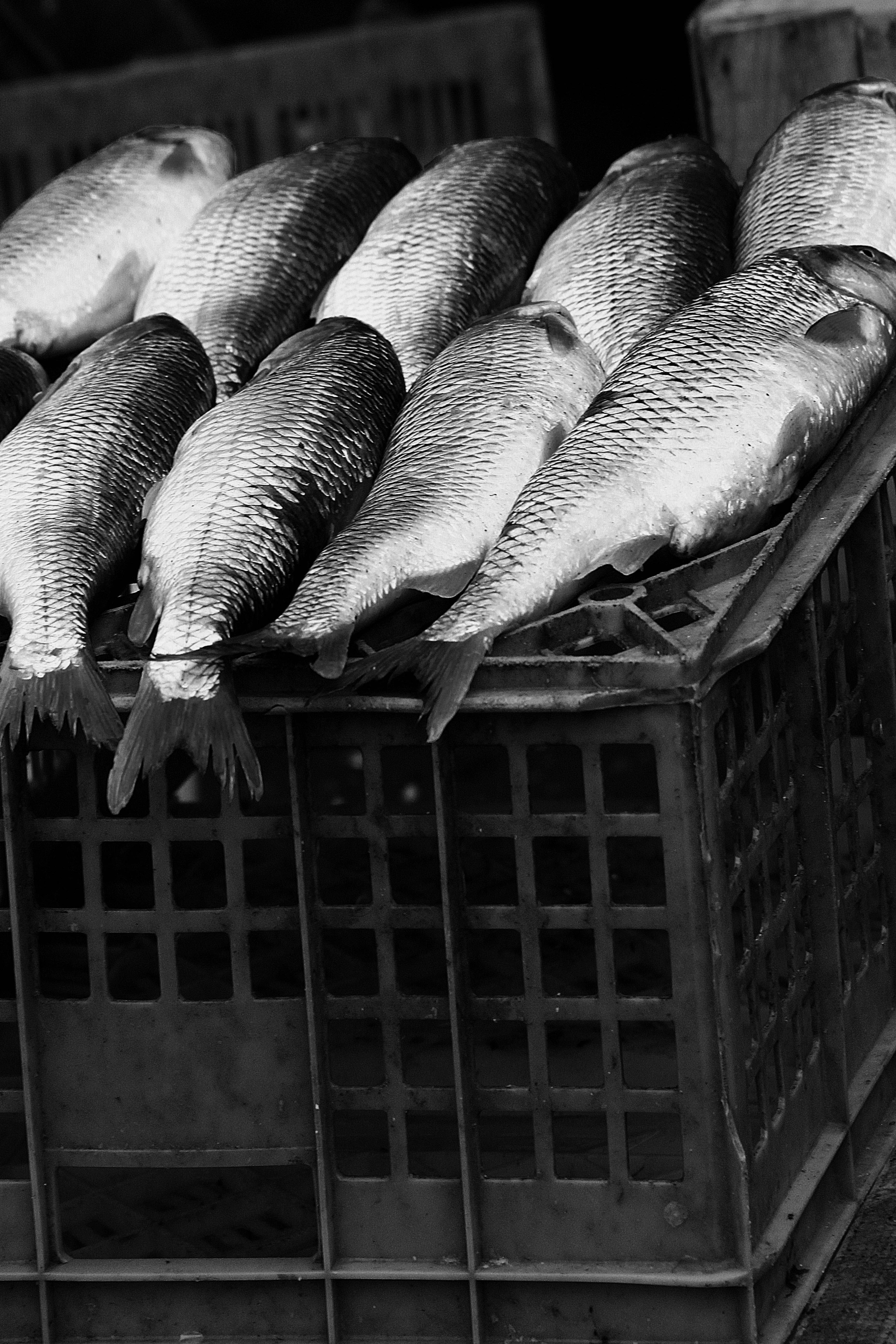 Seikat ikan yang ada di dalam peti