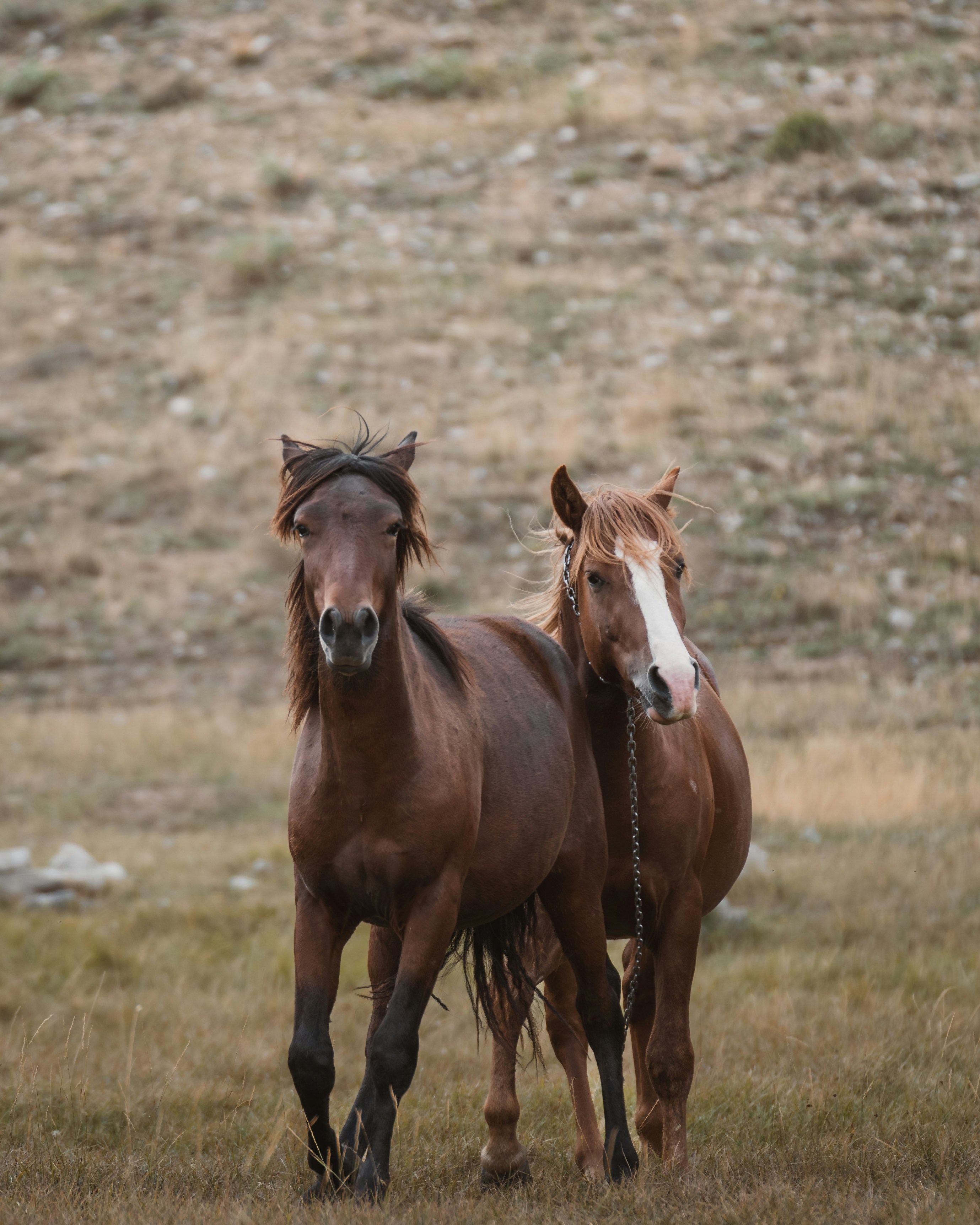 1. Companionship and Emotional Bonds (image credits: unsplash)