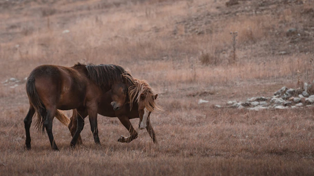 A brown horse standing on top of a dry grass field