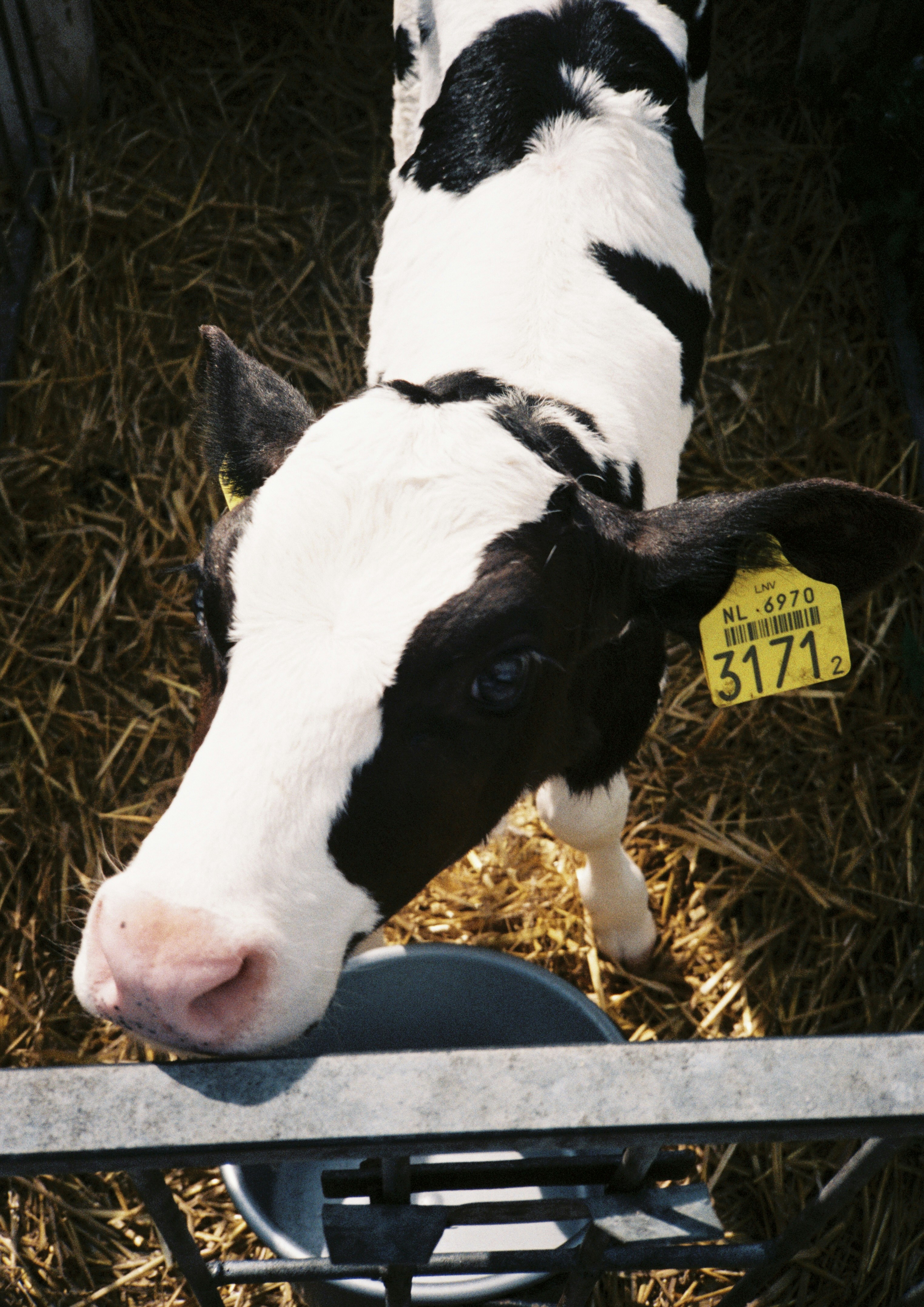A black and white cow standing next to a fence