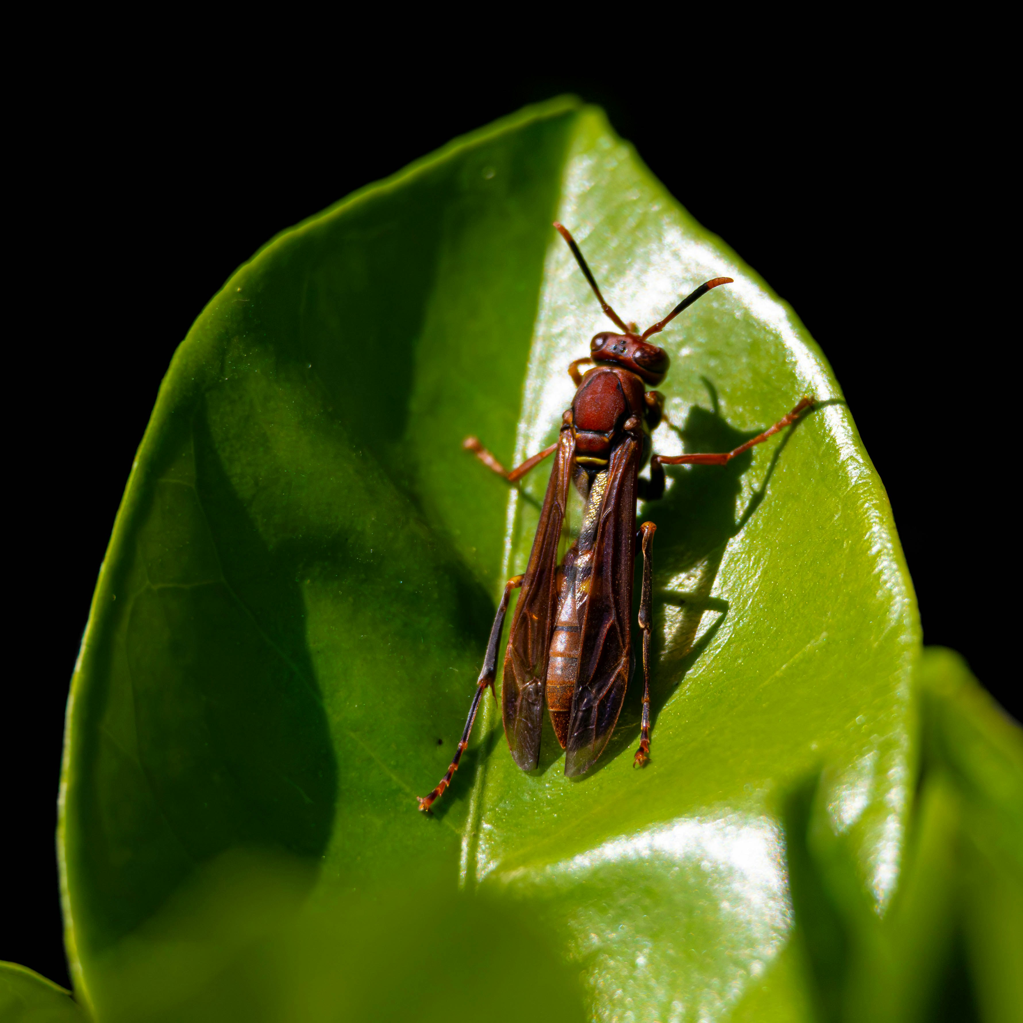 녹색 잎 위에 앉아있는 벌레