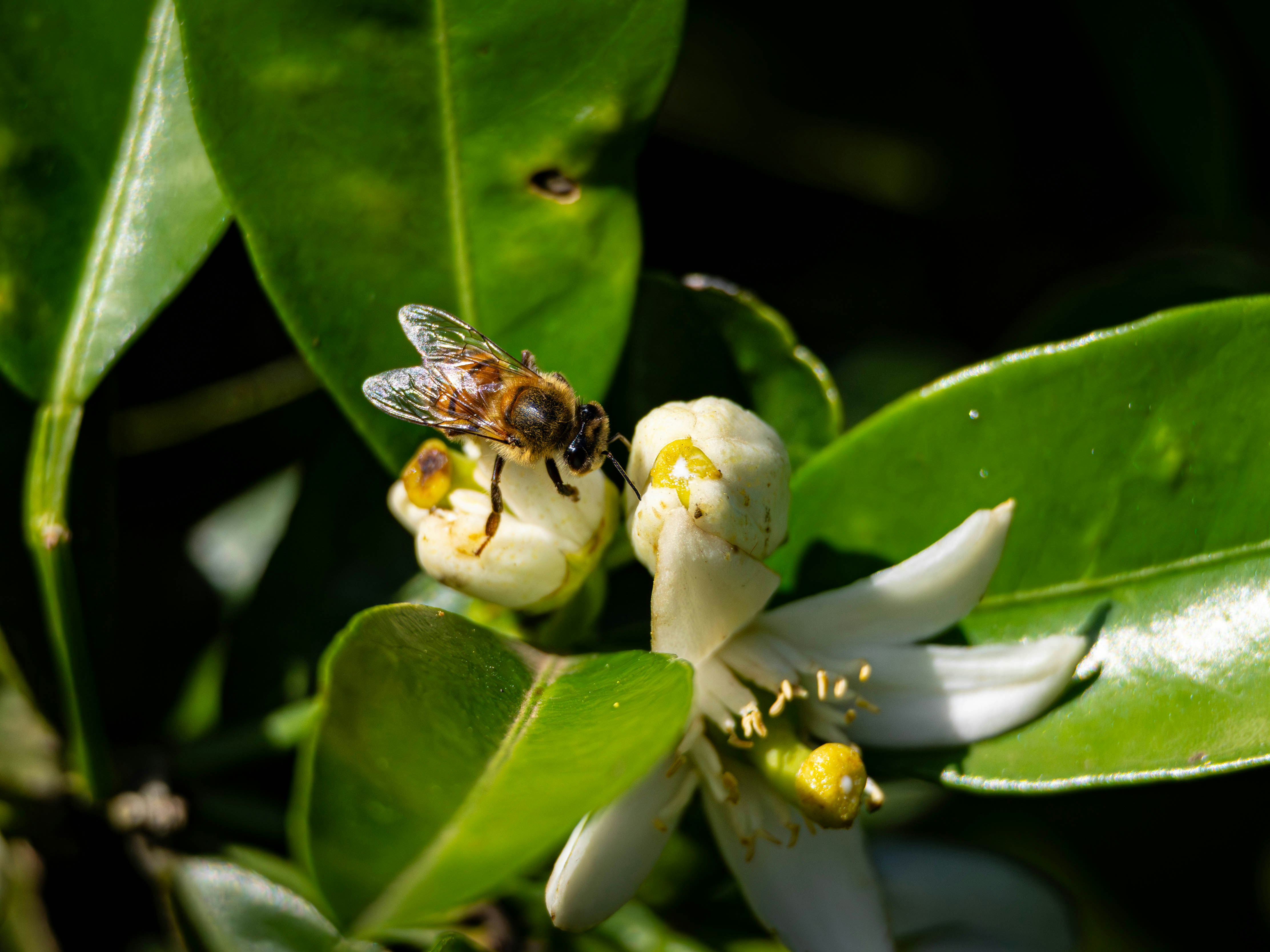 Photo by matheuskprot