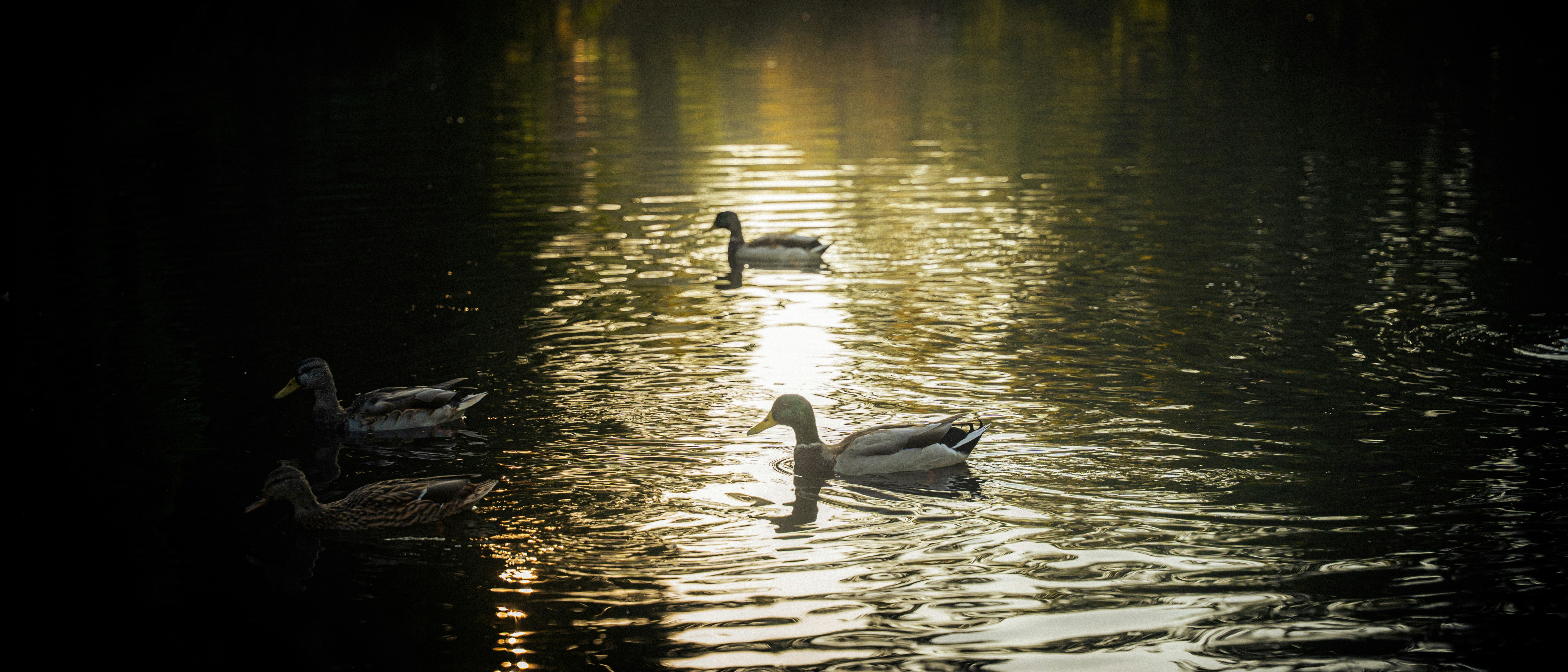 Photo by samoyedness