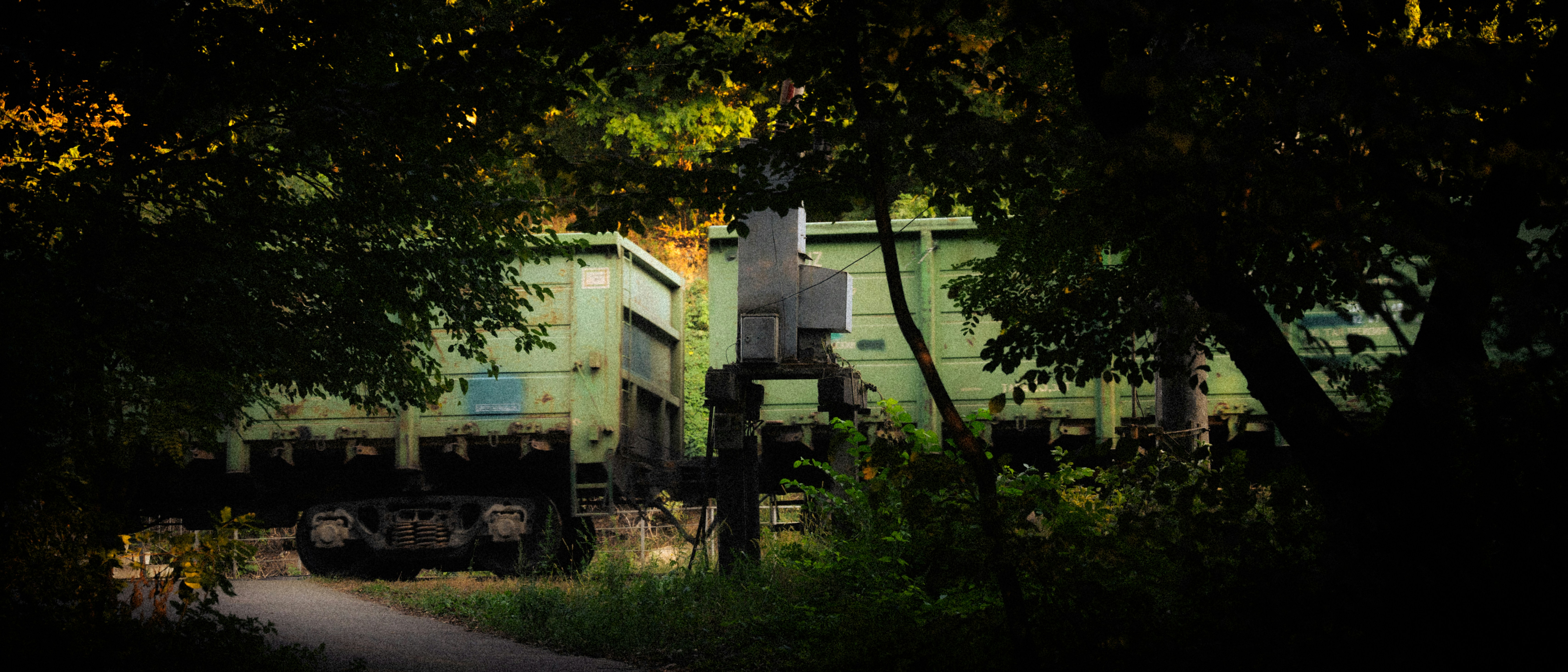 Photo by samoyedness