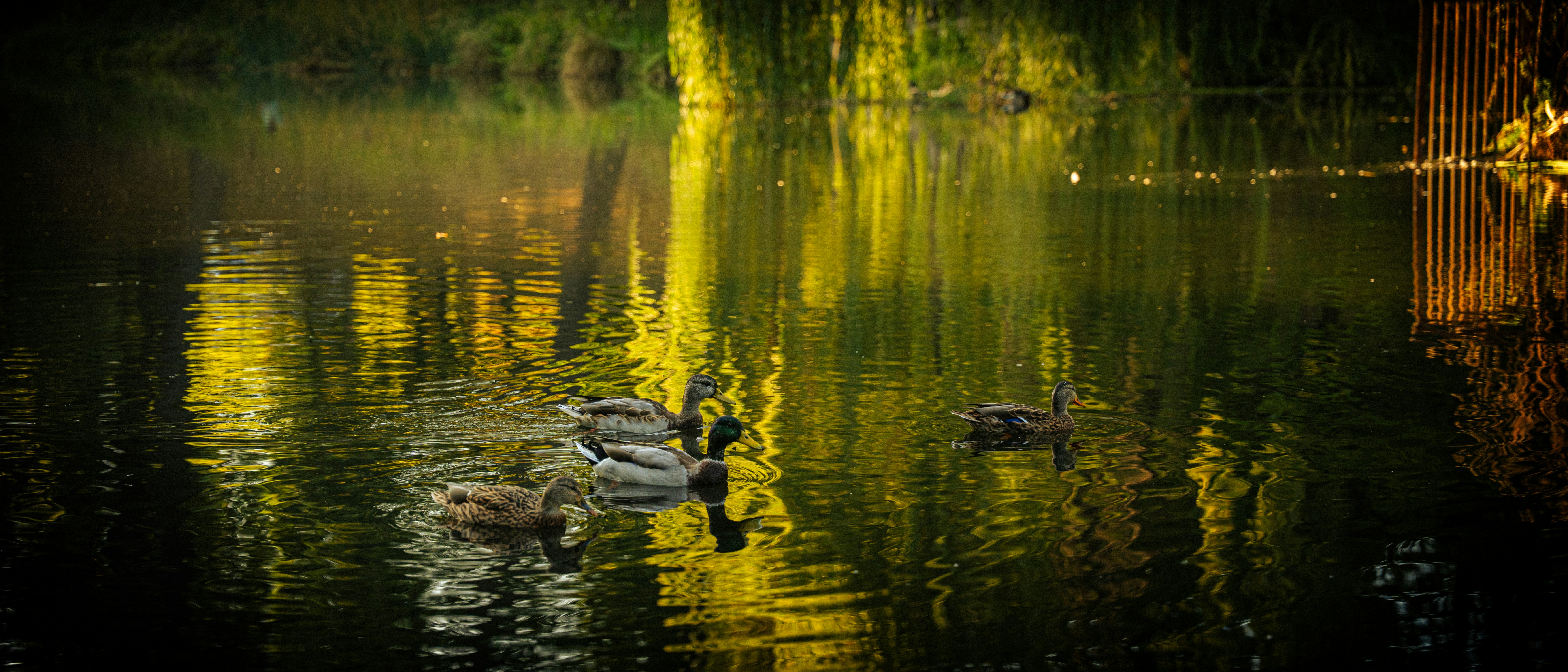 Photo by samoyedness