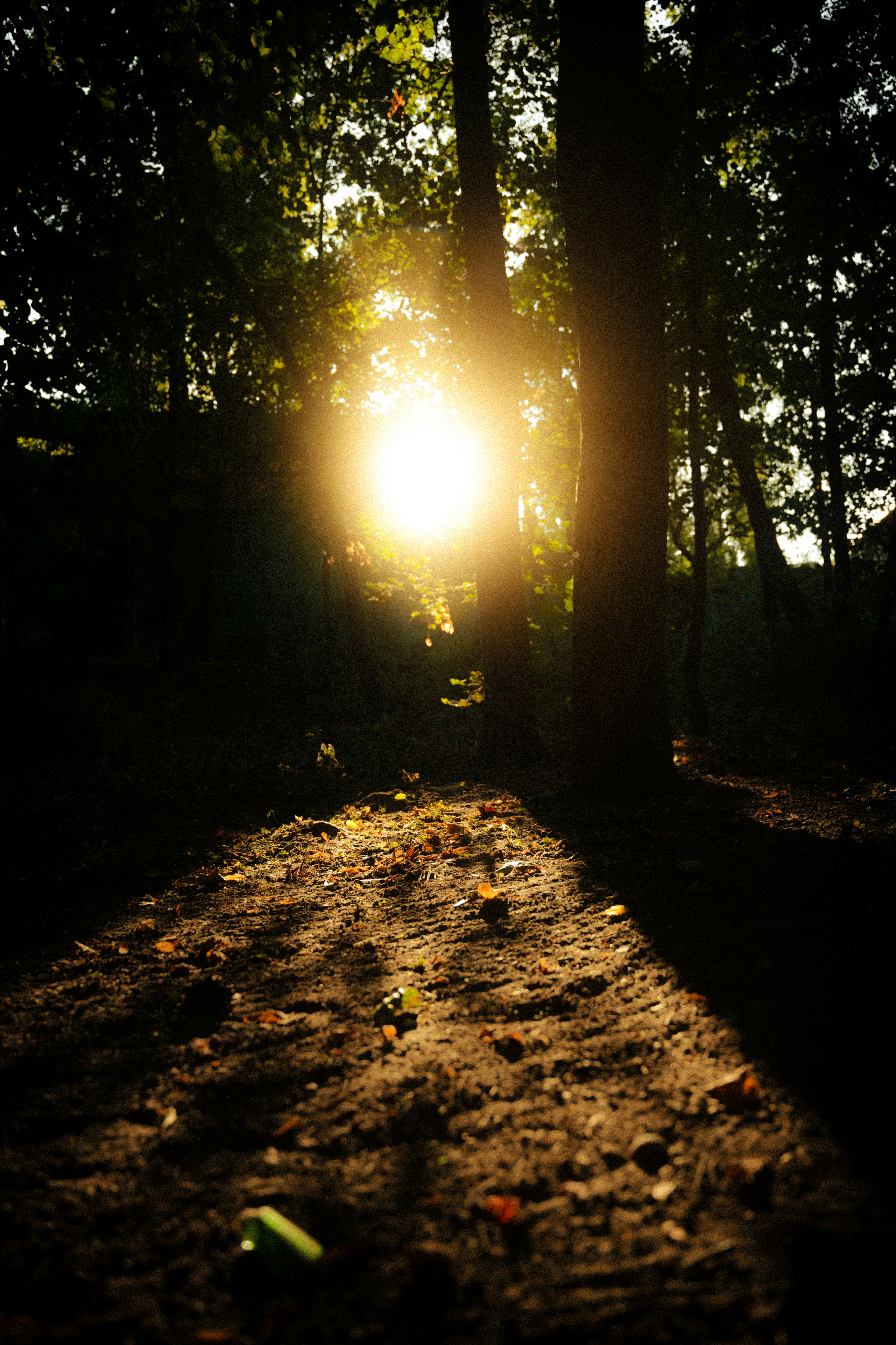 Photo by samoyedness