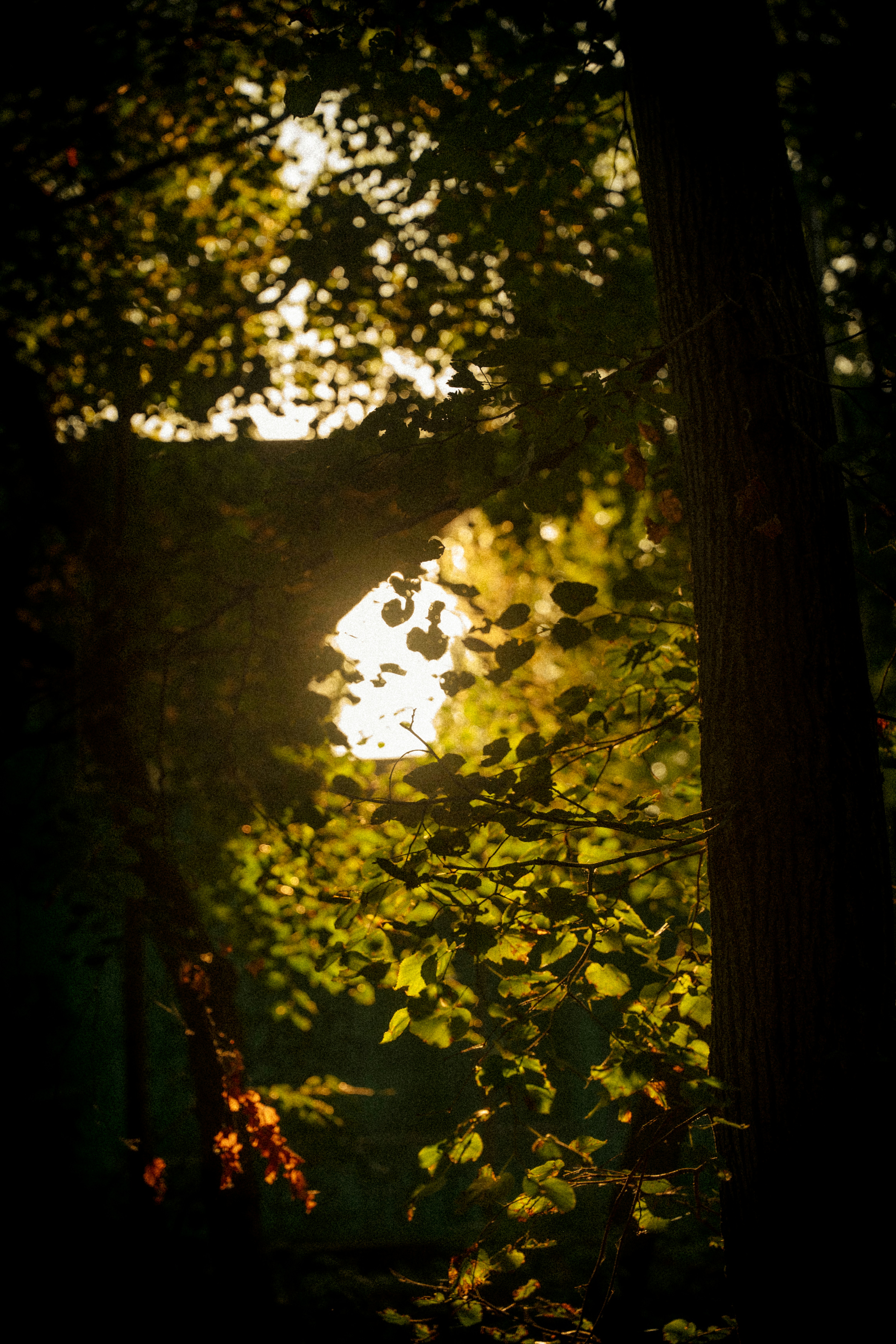 Photo by samoyedness