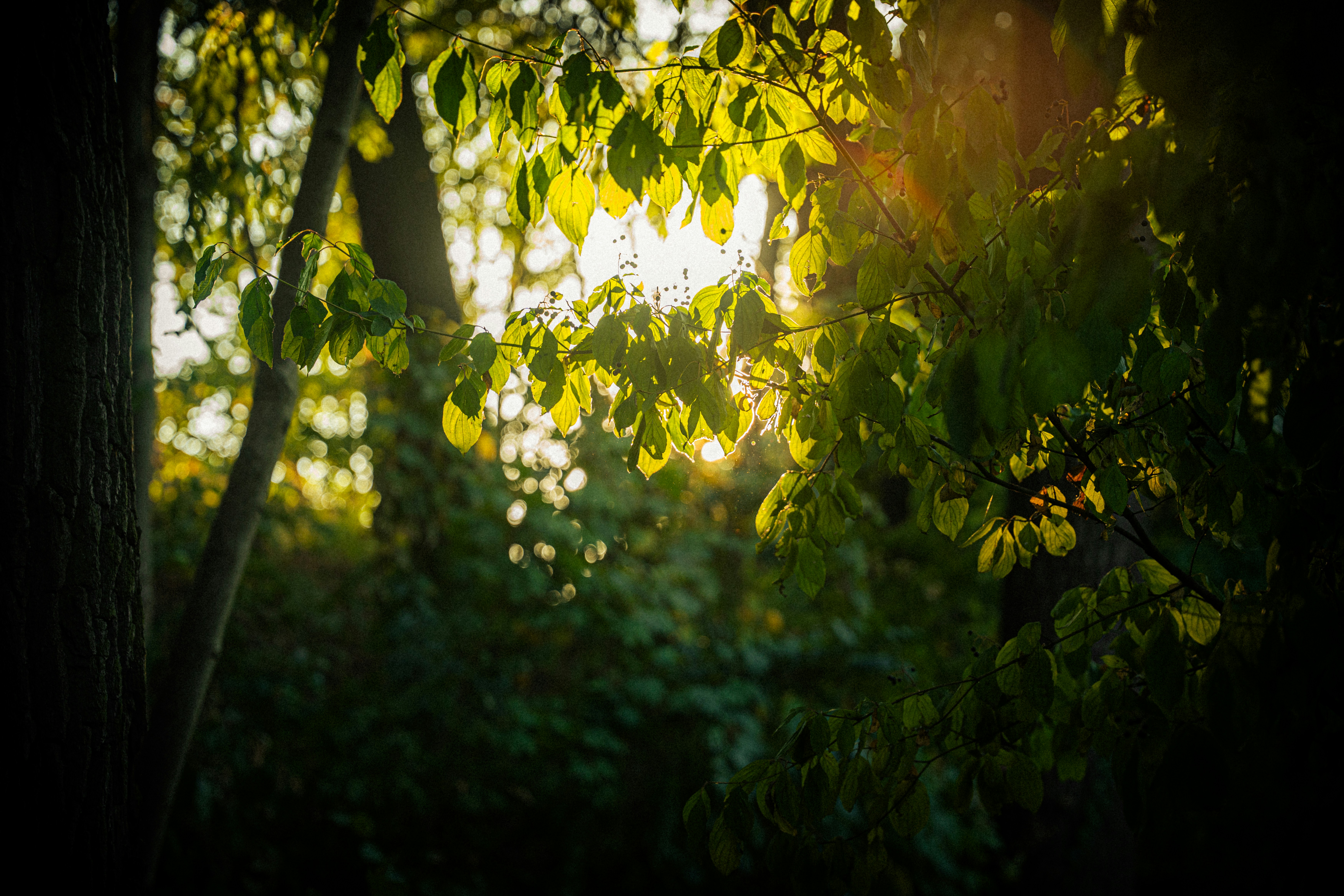 Photo by samoyedness